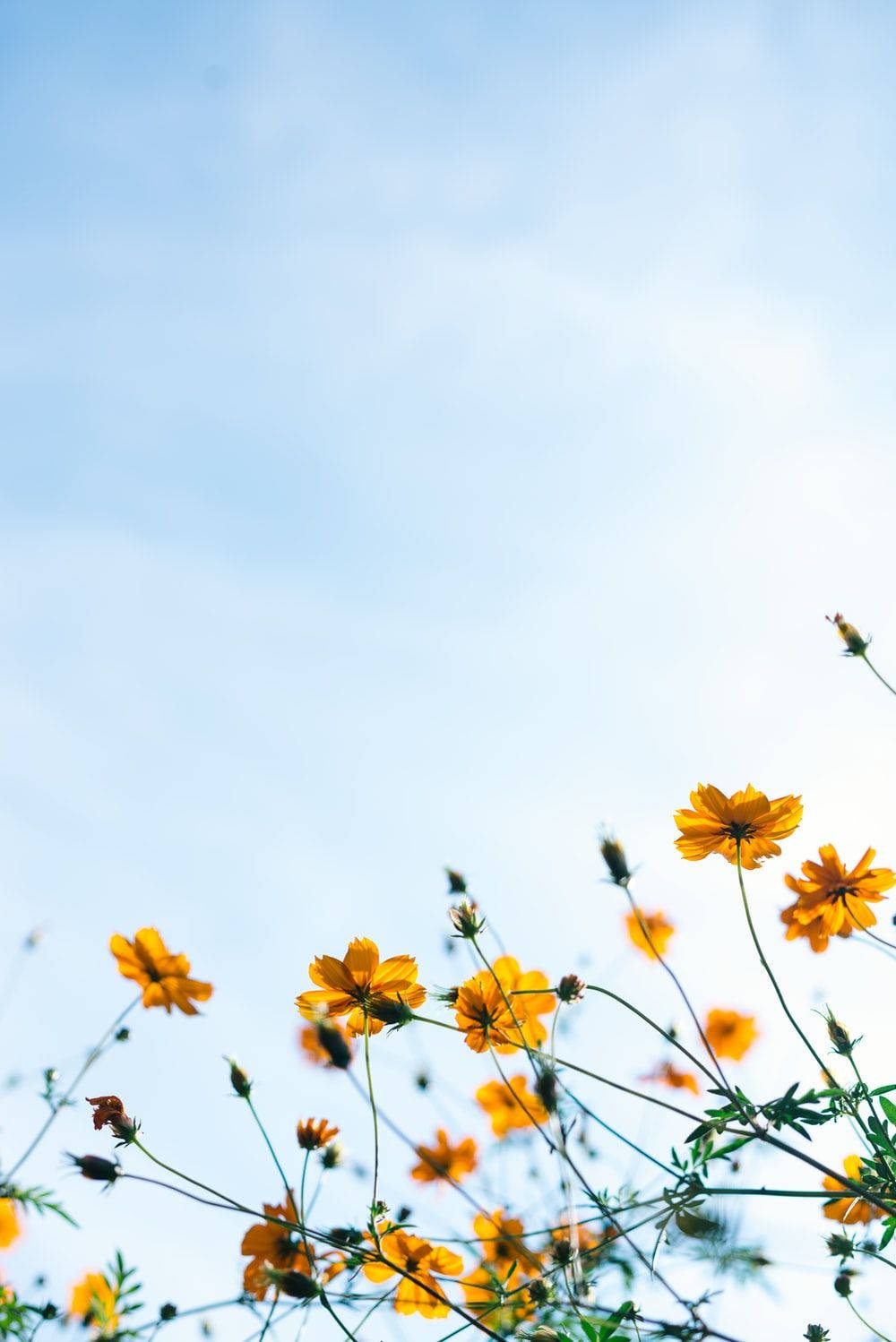 Yellow Wildflower Spring Aesthetic Background