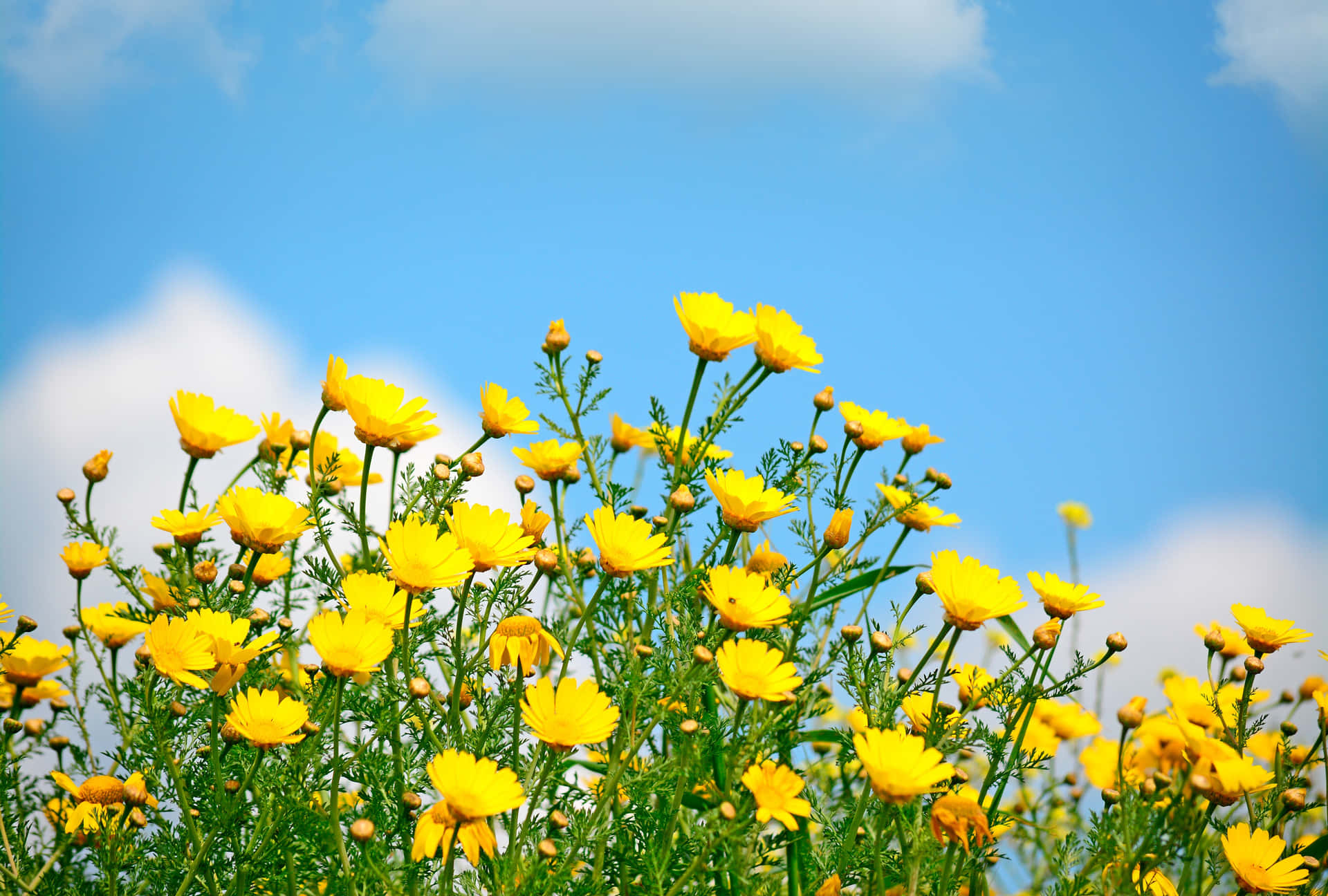 Yellow Wildflowers Blue Sky