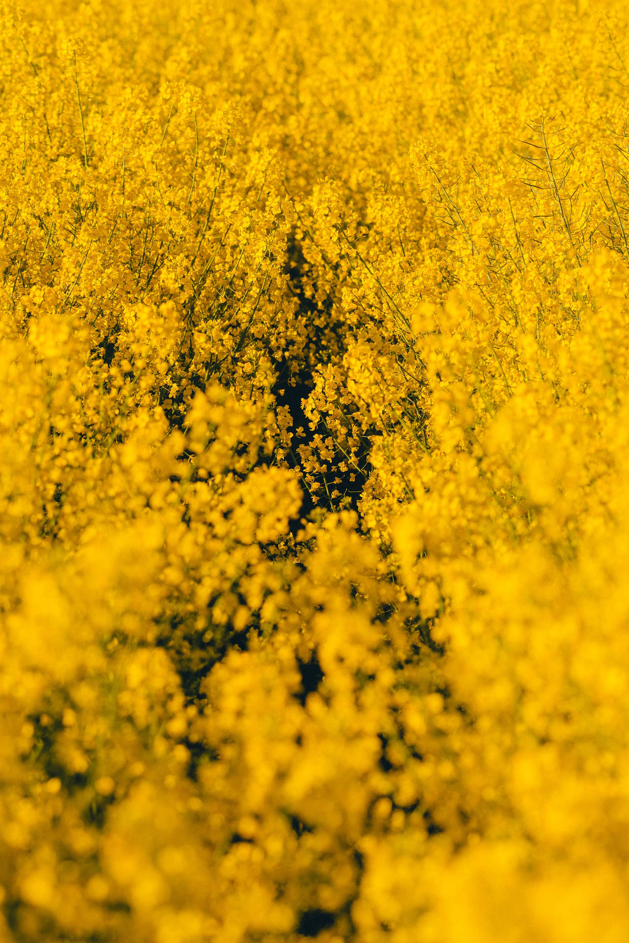 Yellow Wildflowers Field Background