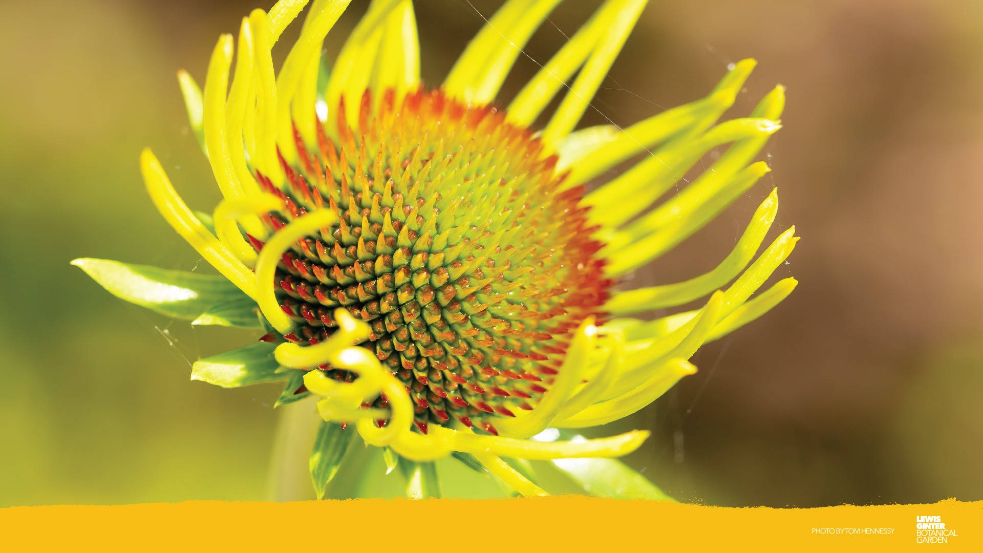 Yellow Zoom Flower With Center