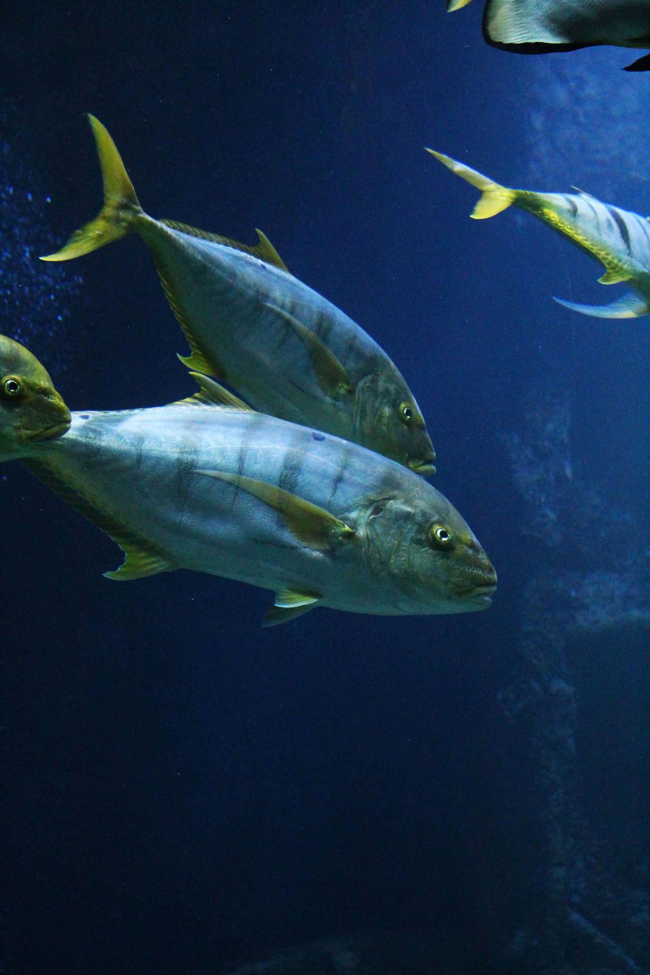 Yellowfin Tuna Fishes Background