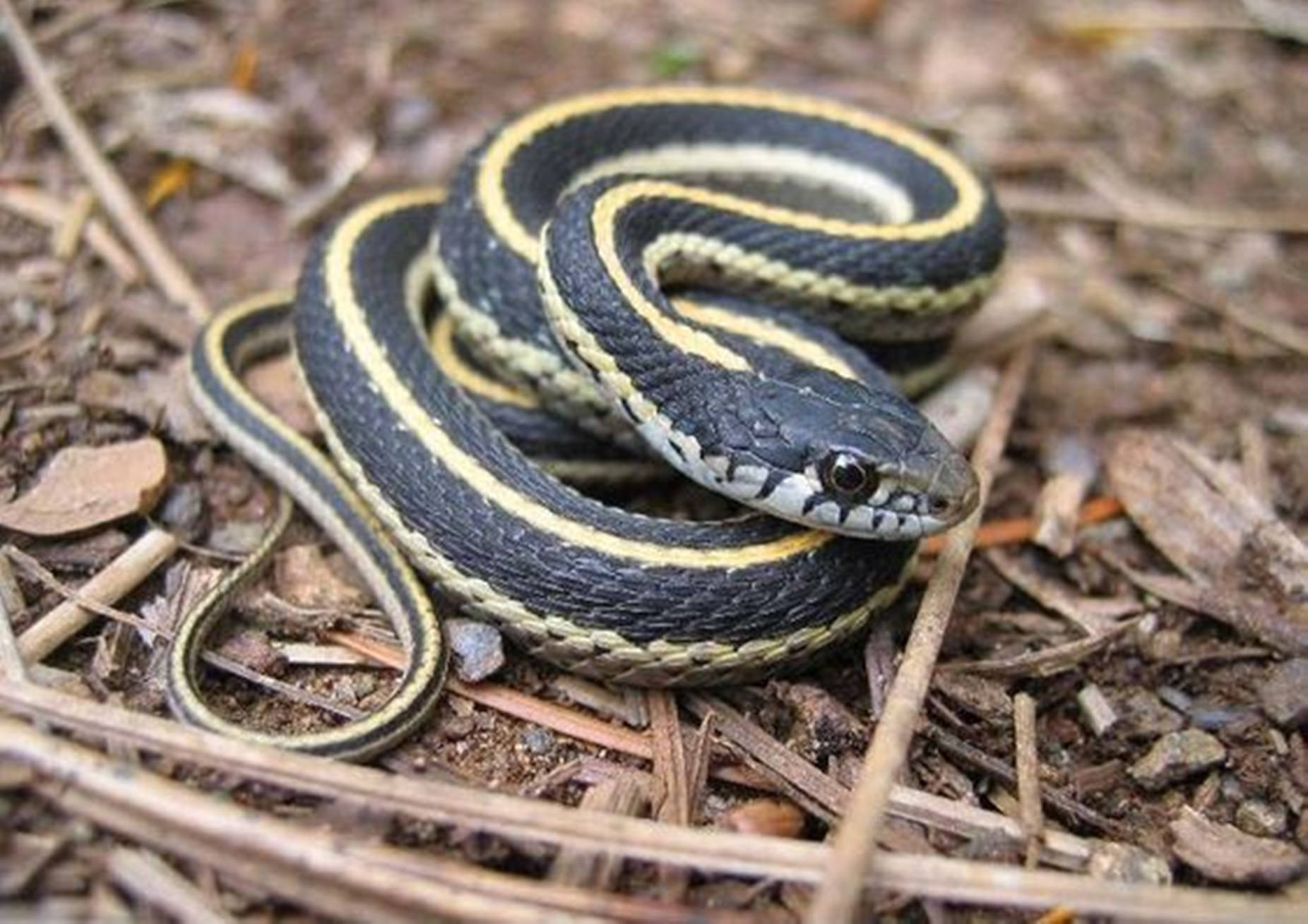 Yellowish Striped Garter Snake Background