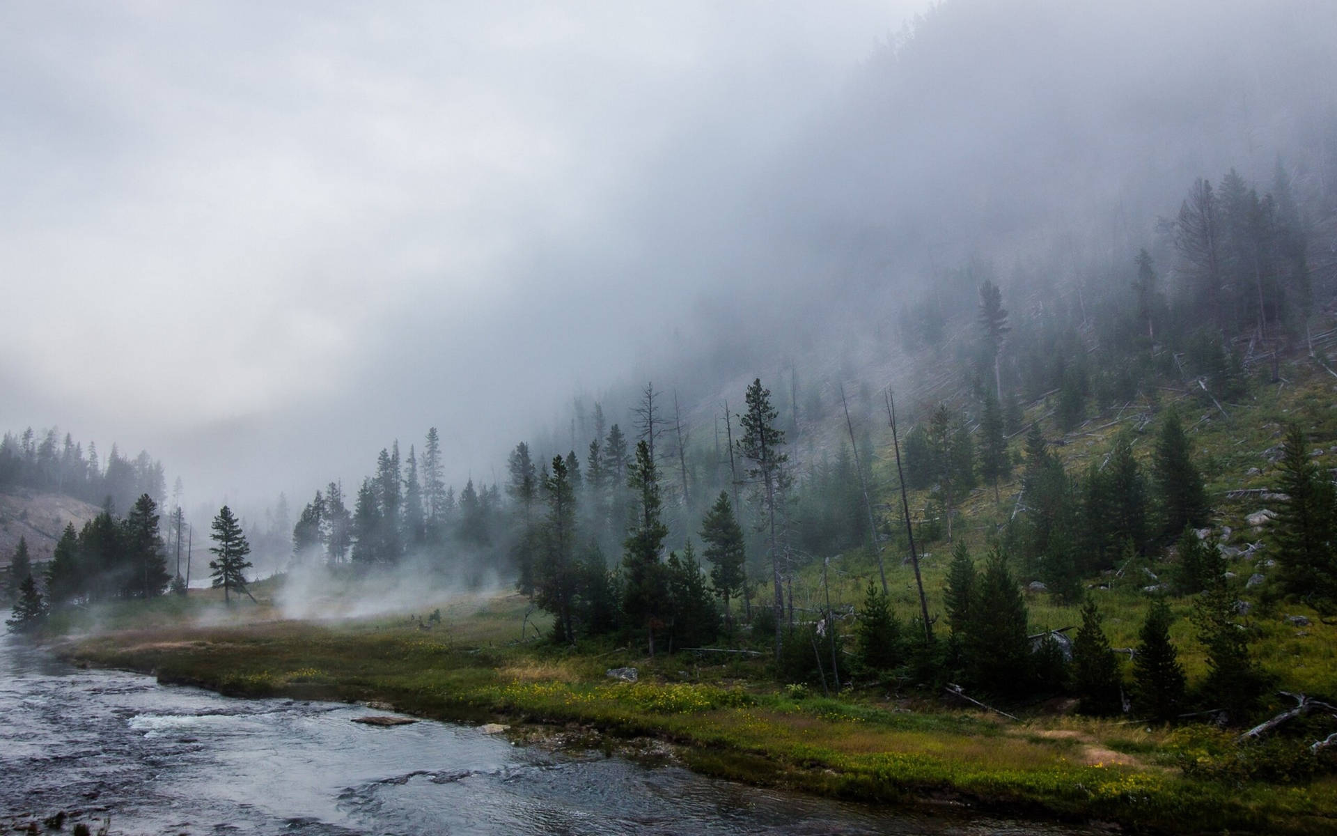 Yellowstone National Park Misty Forest Background
