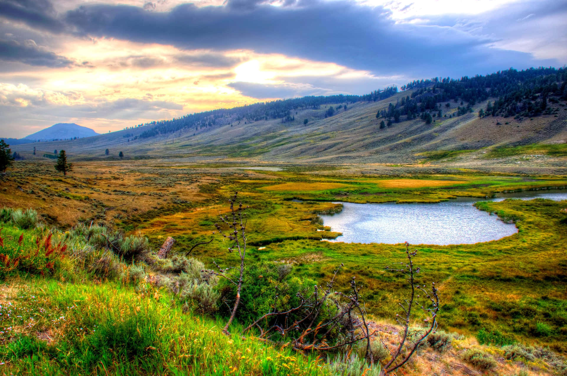 Yellowstone National Park Wide View Background