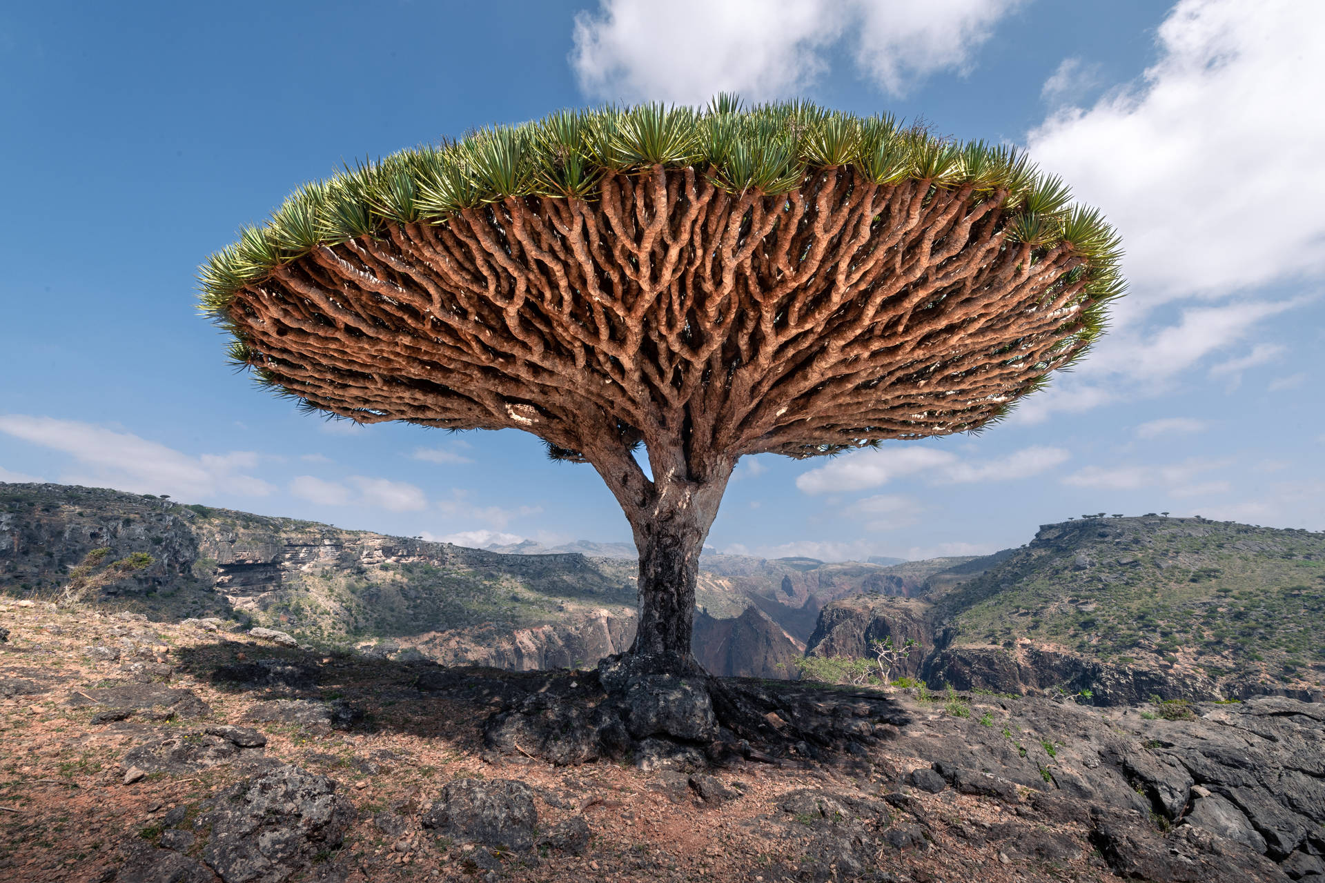 Yemen Socotra Dragon Tree