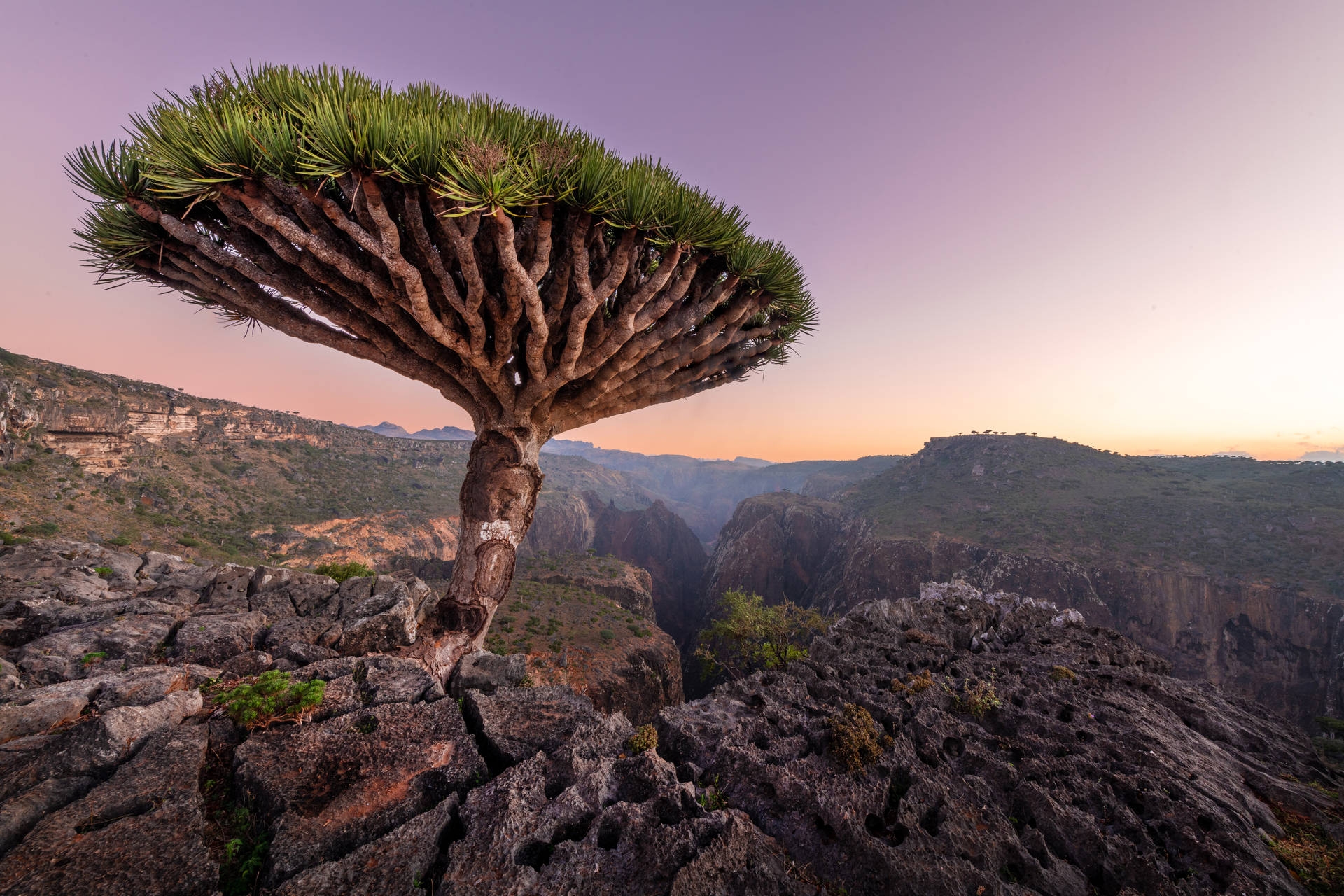 Yemen Socotra Trees Background