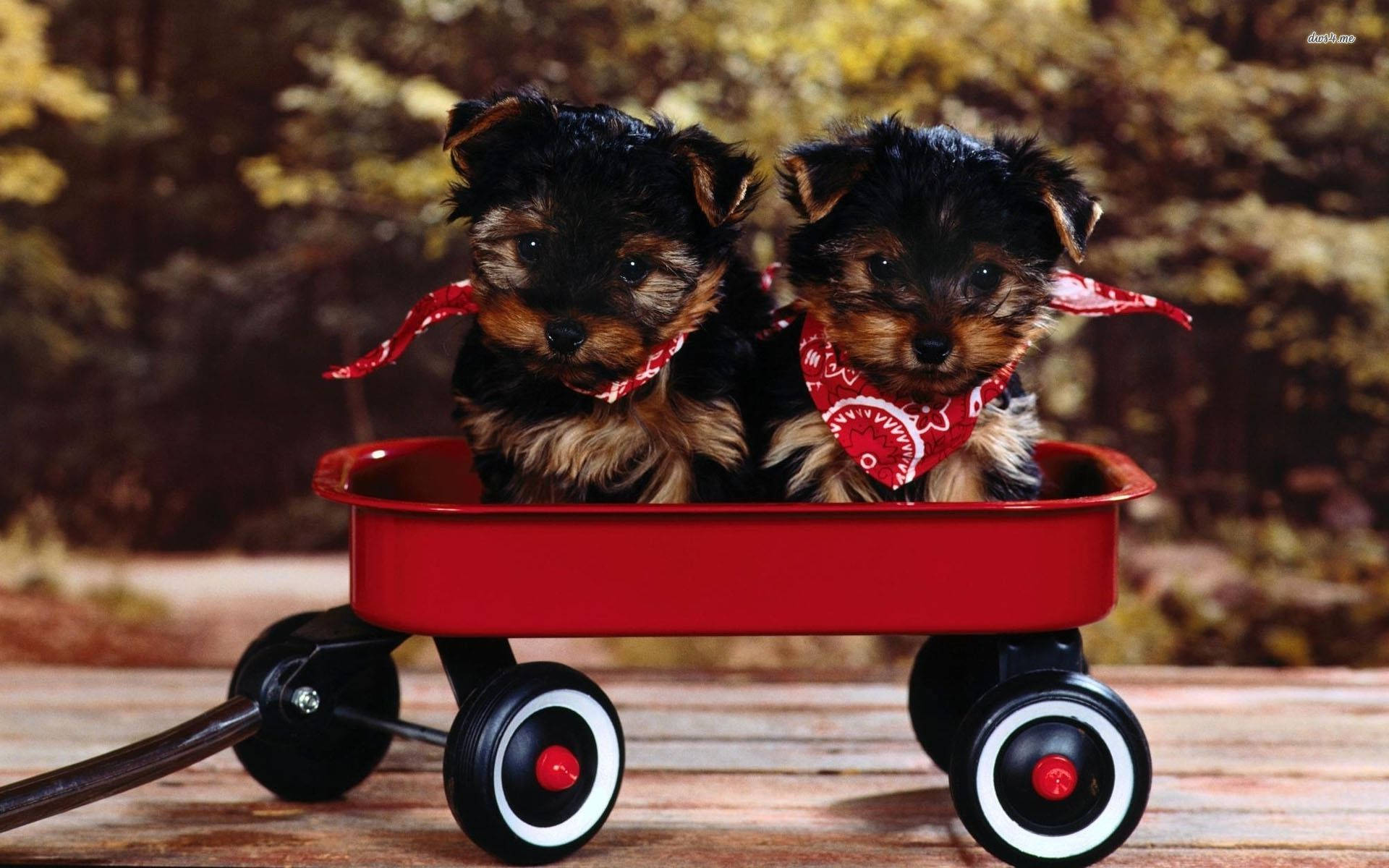 Yorkie Puppies On Red Trolley Background