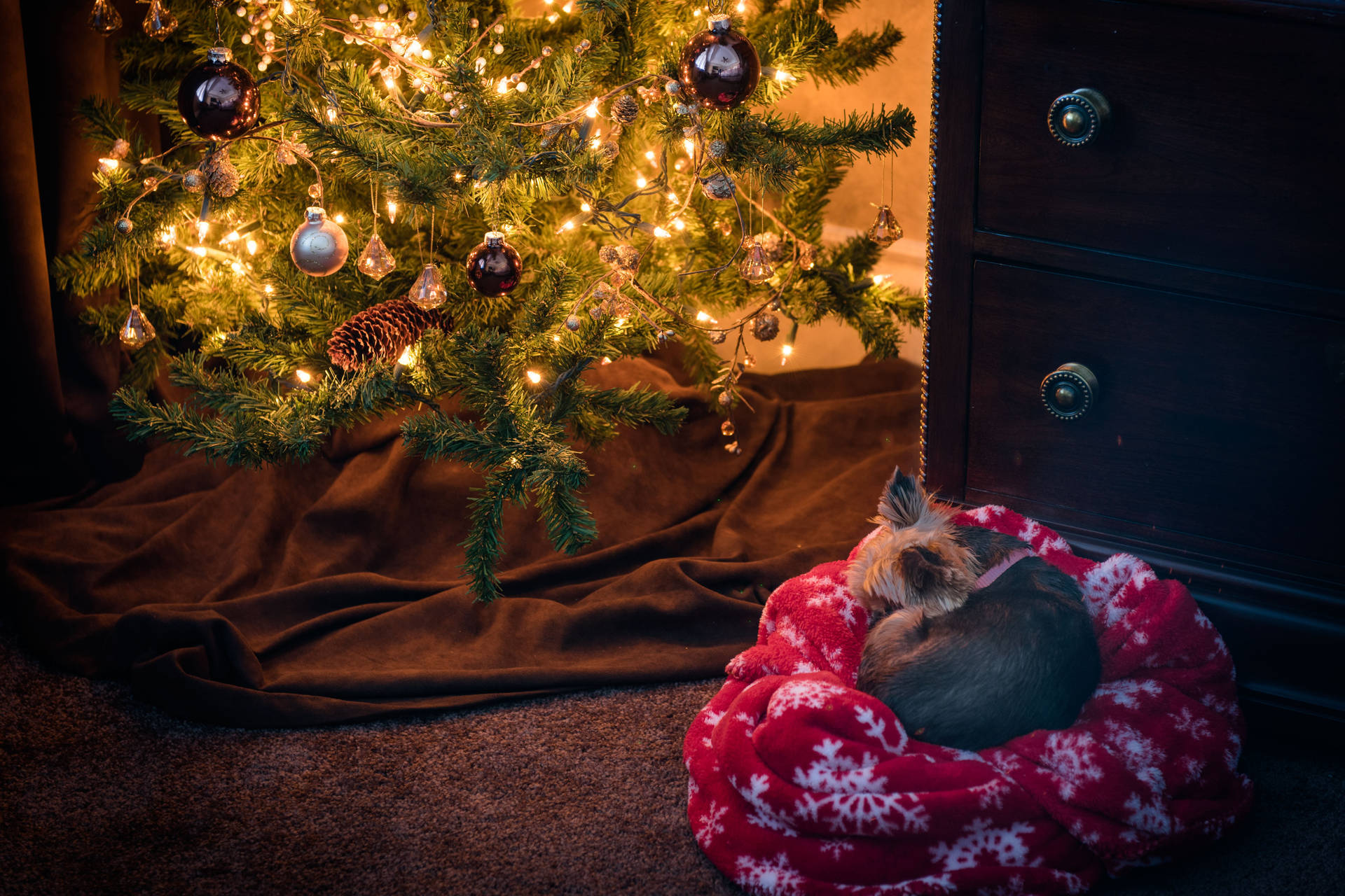 Yorkie Puppy Beside A Christmas Tree Background