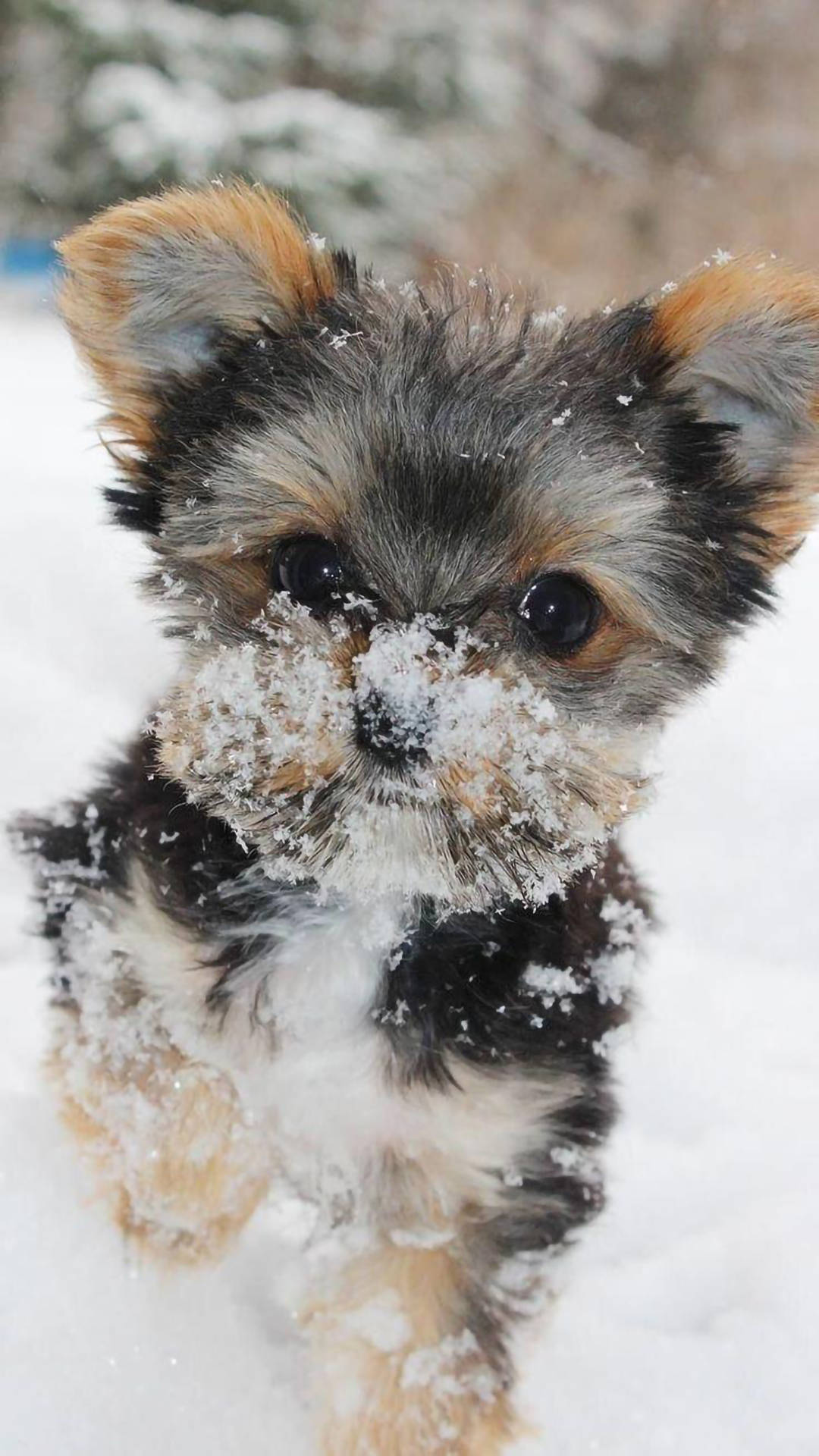 Yorkie Puppy Covered With Snow