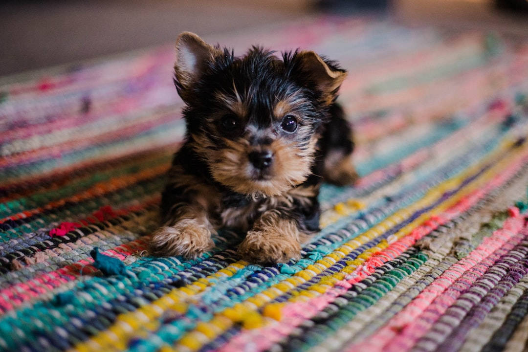 Yorkie Puppy Dog On Floor Rug