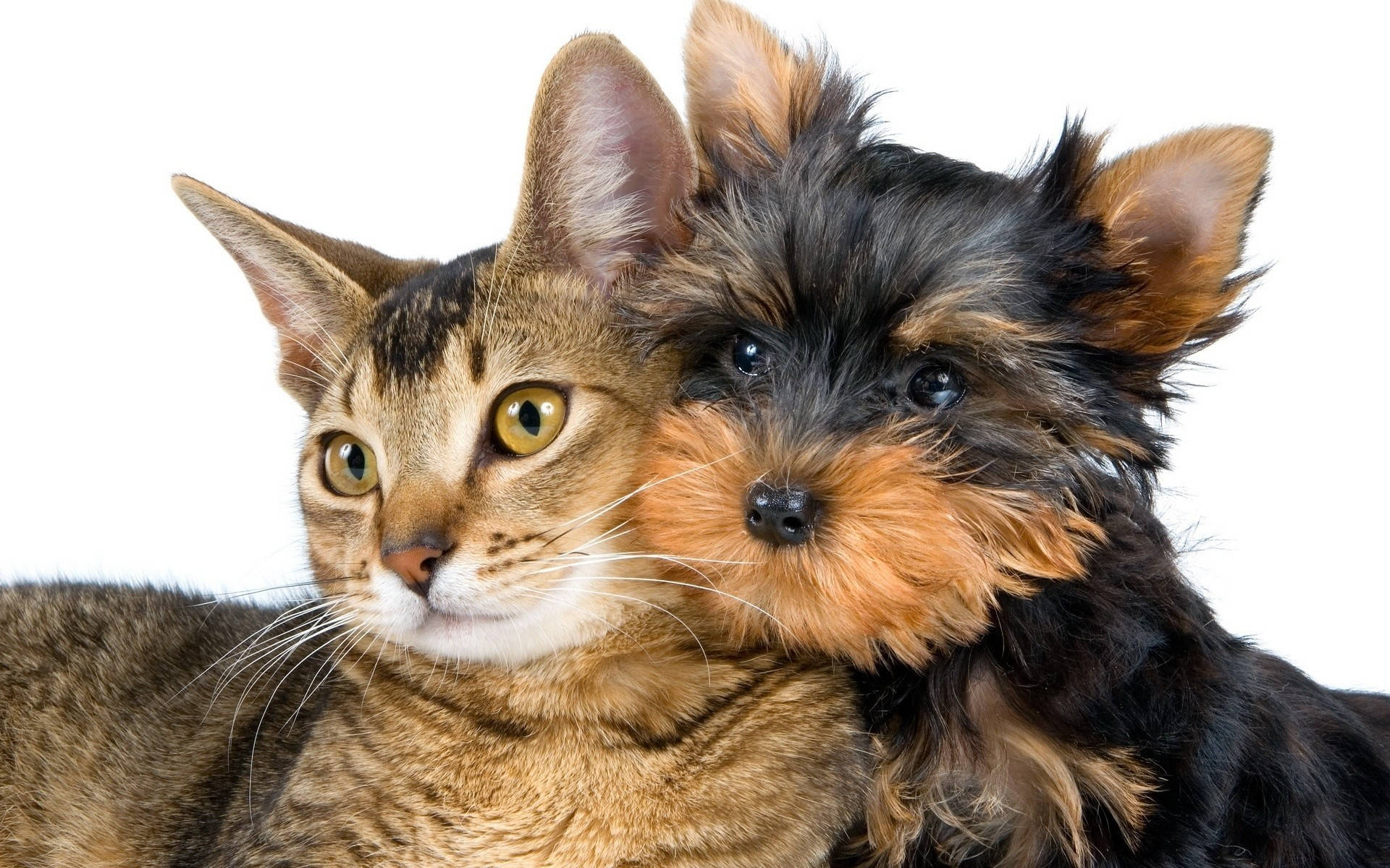 Yorkie Puppy Hugging A Cat Background