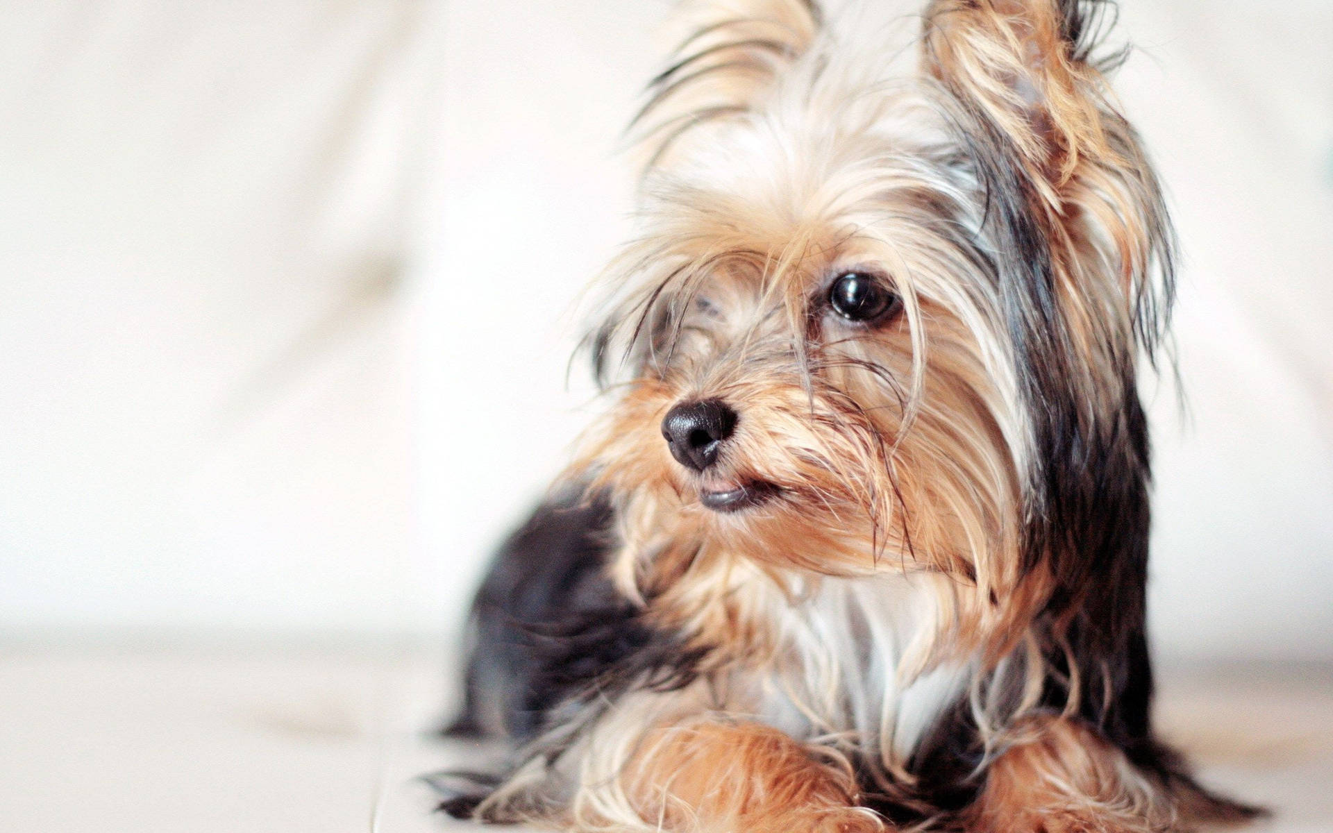 Yorkie Puppy Looking Left Background