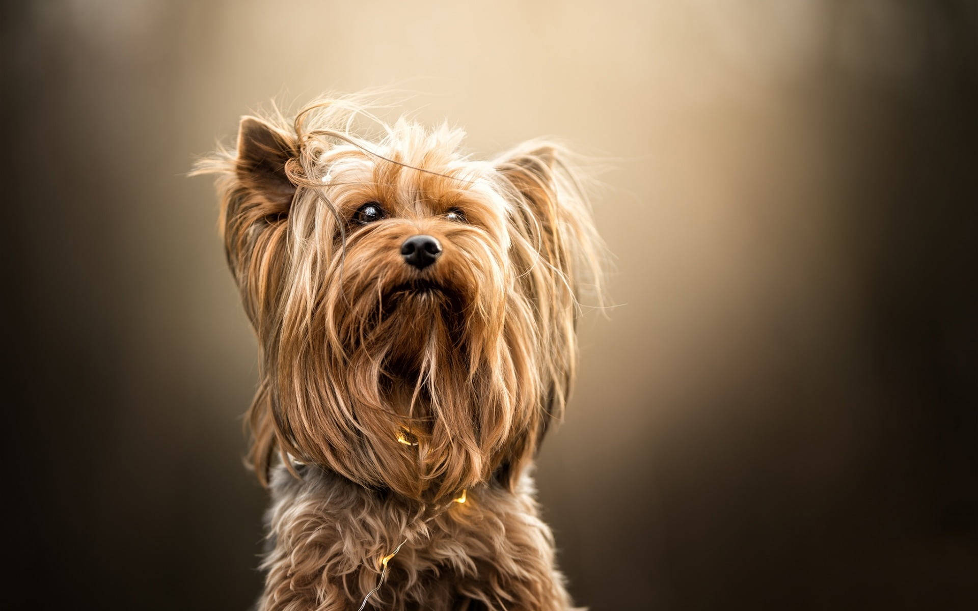 Yorkie Puppy Looking Up Background