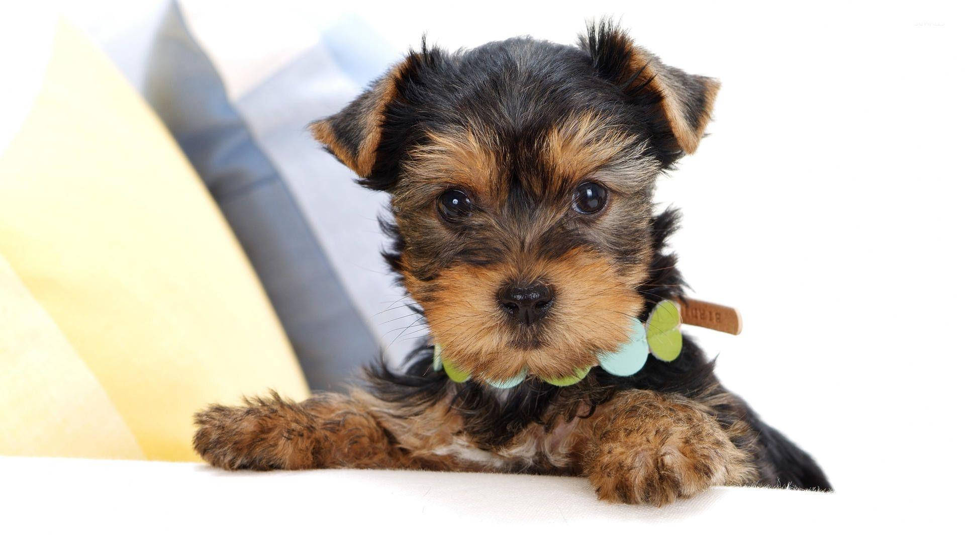 Yorkie Puppy On A Sofa Background