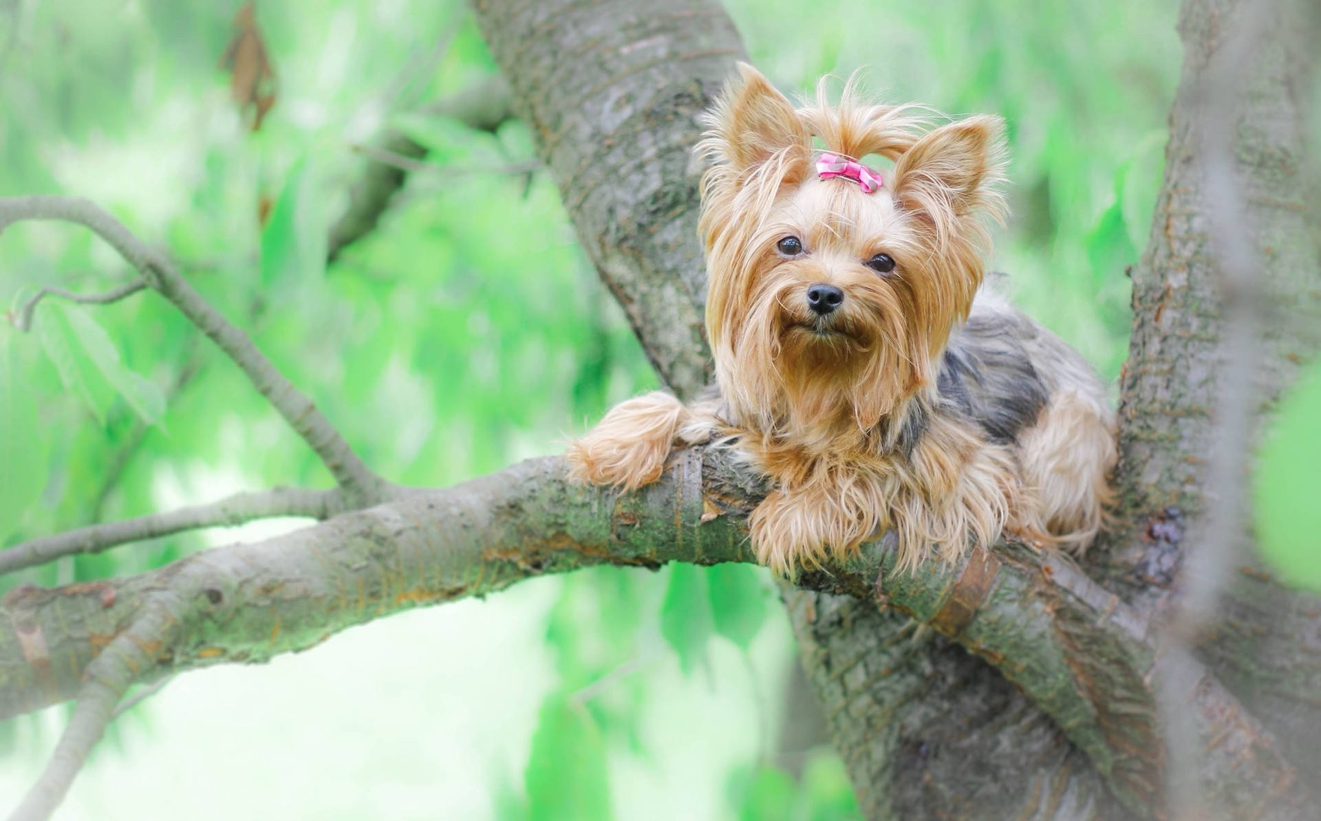 Yorkie Puppy On Tree Branch Background