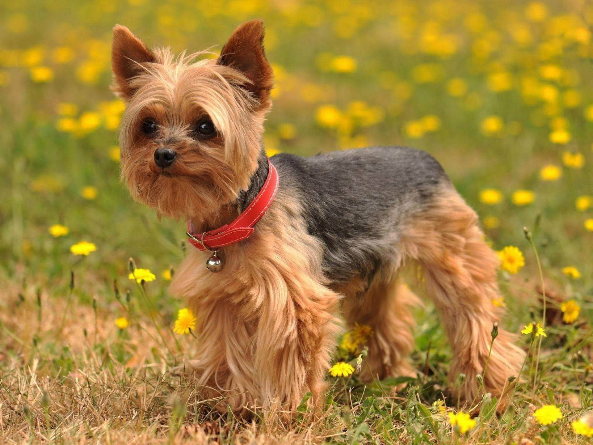 Yorkie Puppy On Yellow Flowers Background