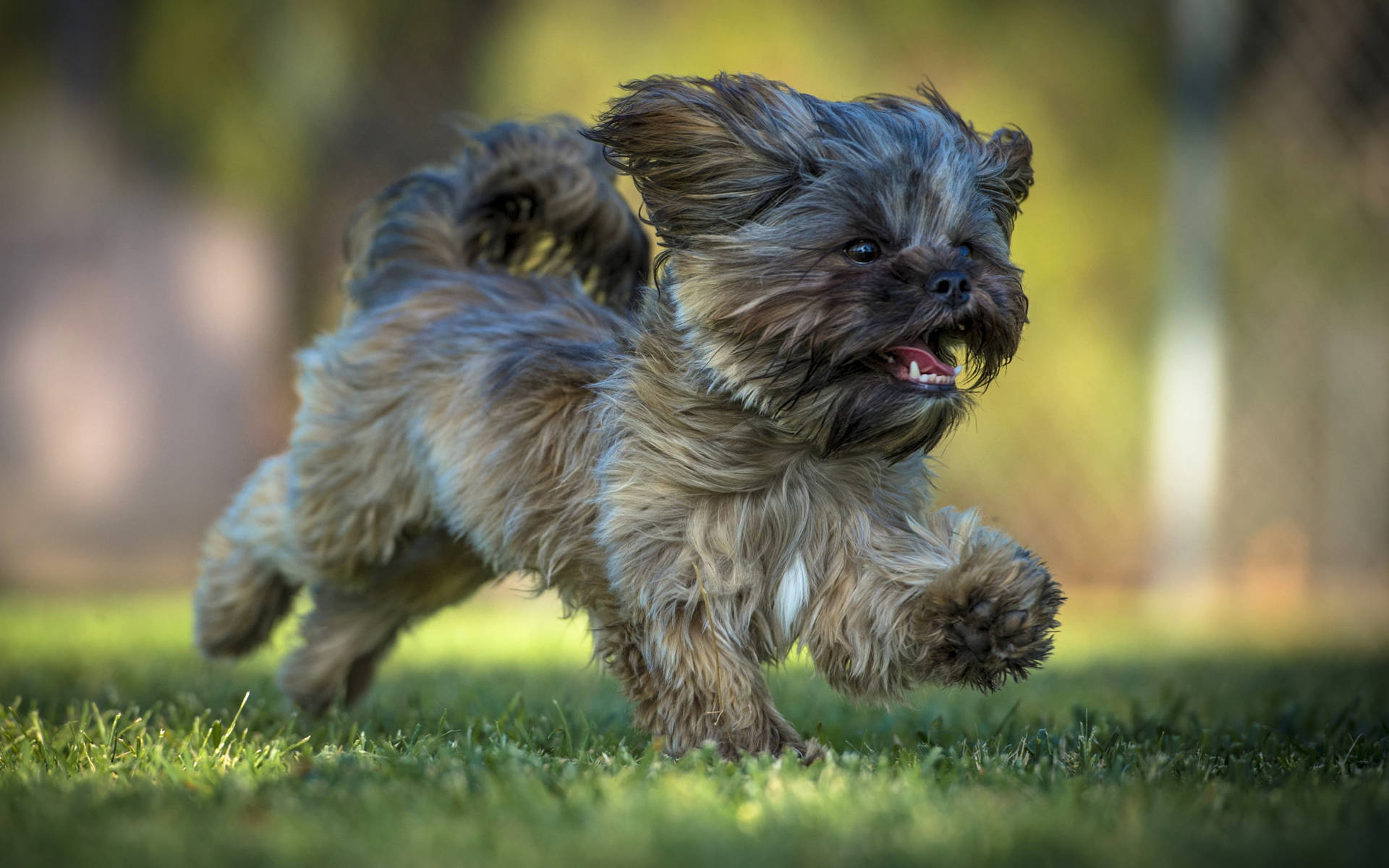Yorkie Puppy Running Freely Background