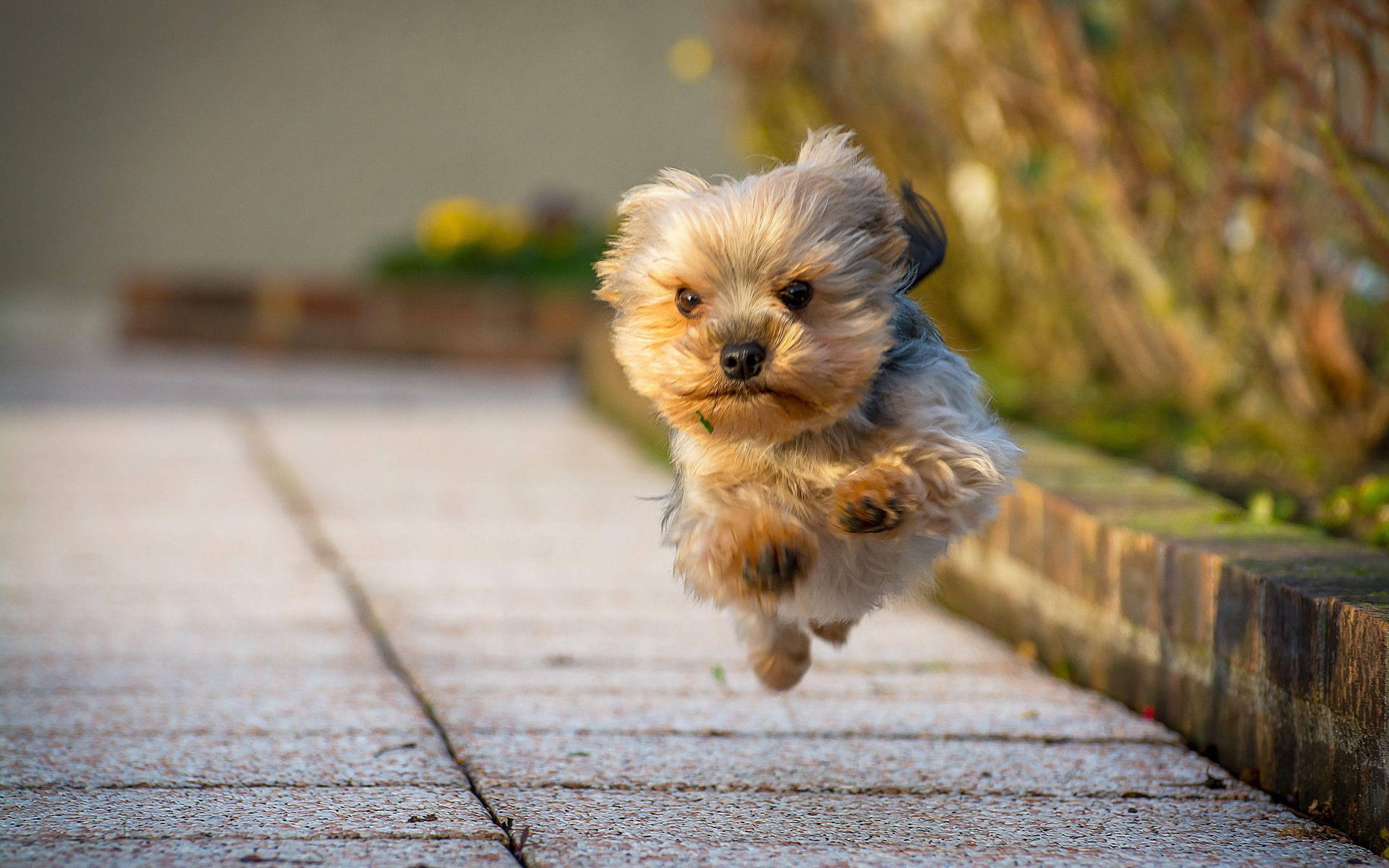 Yorkie Puppy Running Mid-air Background