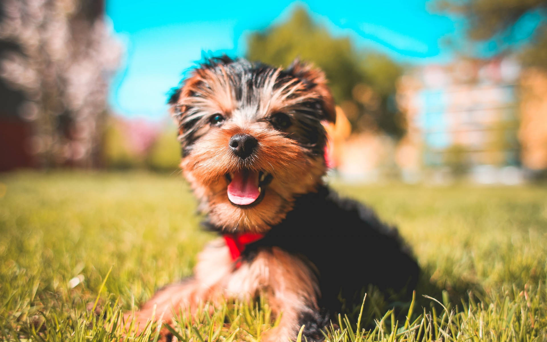 Yorkie Puppy Sunny Photo Background
