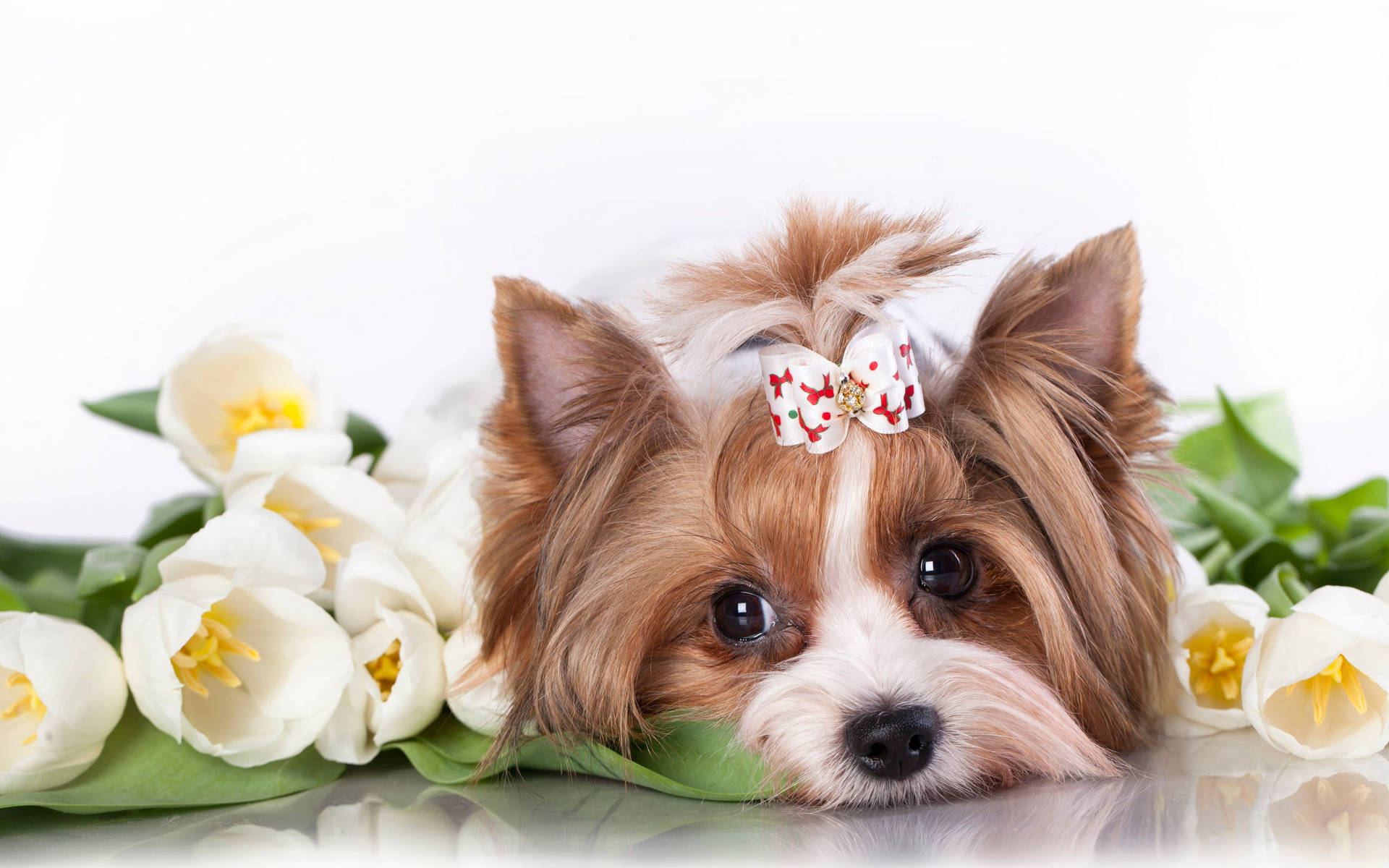 Yorkie Puppy Surrounded By Tulips Background