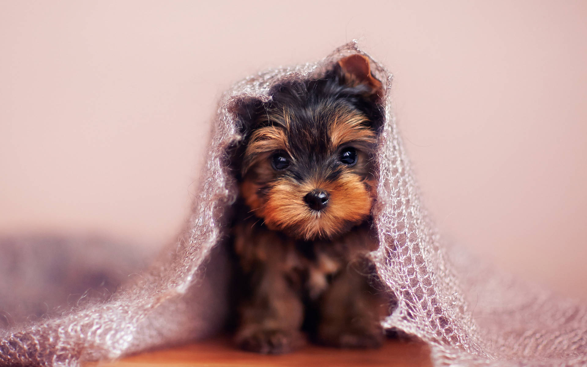 Yorkie Puppy Under A Veil Background