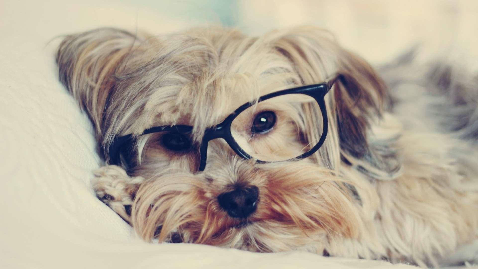 Yorkie Puppy Wearing Eyeglasses Background