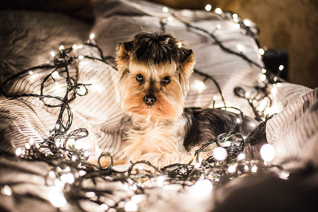 Yorkshire Terrier And Fairy Lights Cute Computer