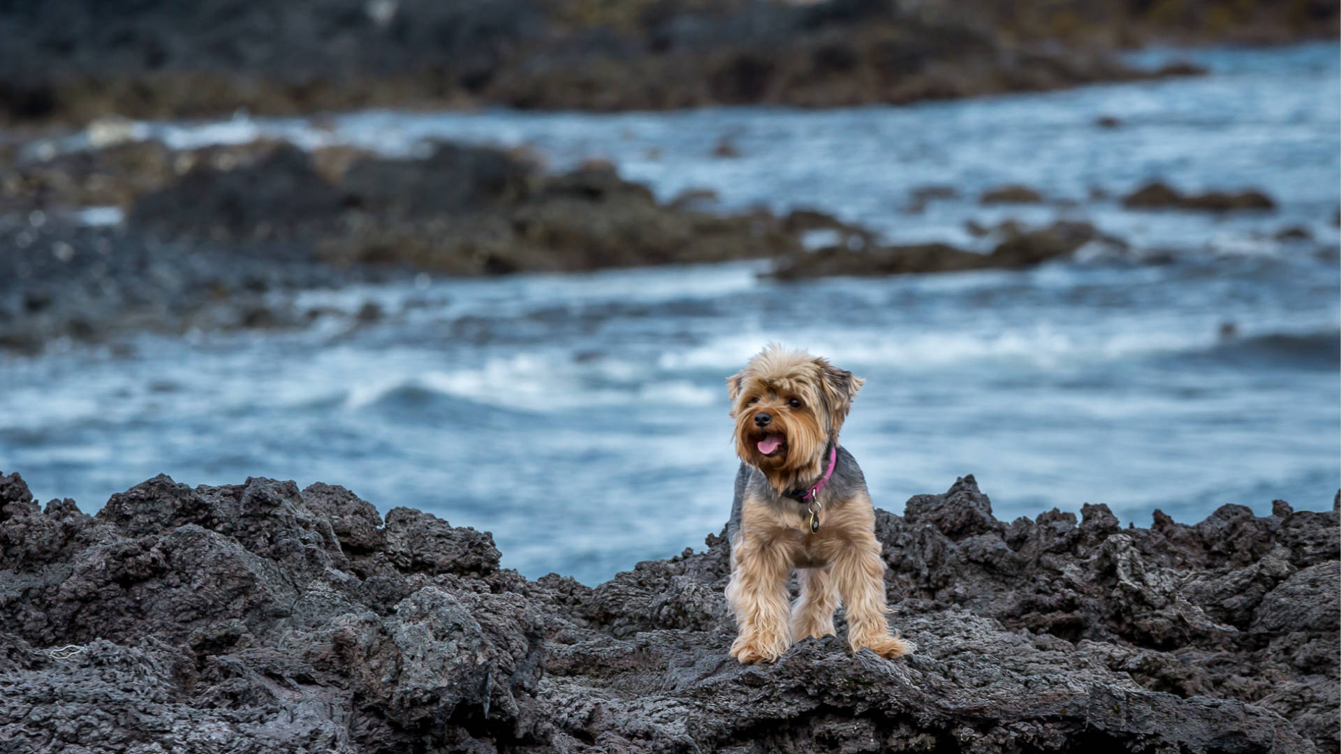 Yorkshire Terrier Beach Photography Background