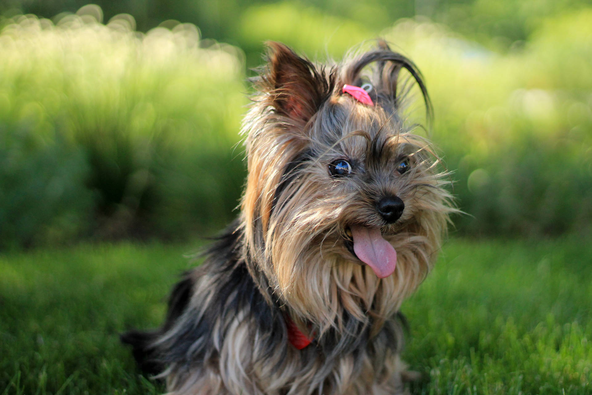 Yorkshire Terrier Big Smile Photography Background