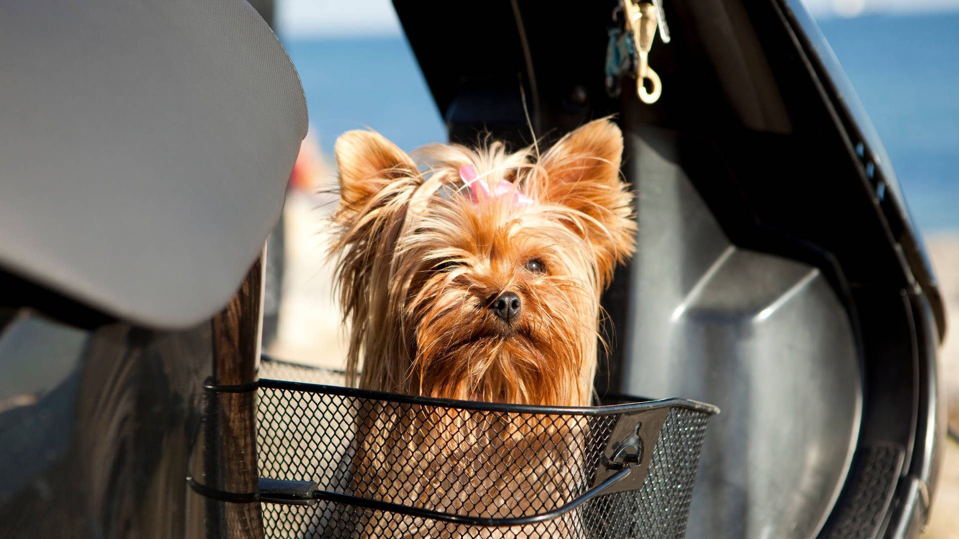 Yorkshire Terrier Car Ride Background