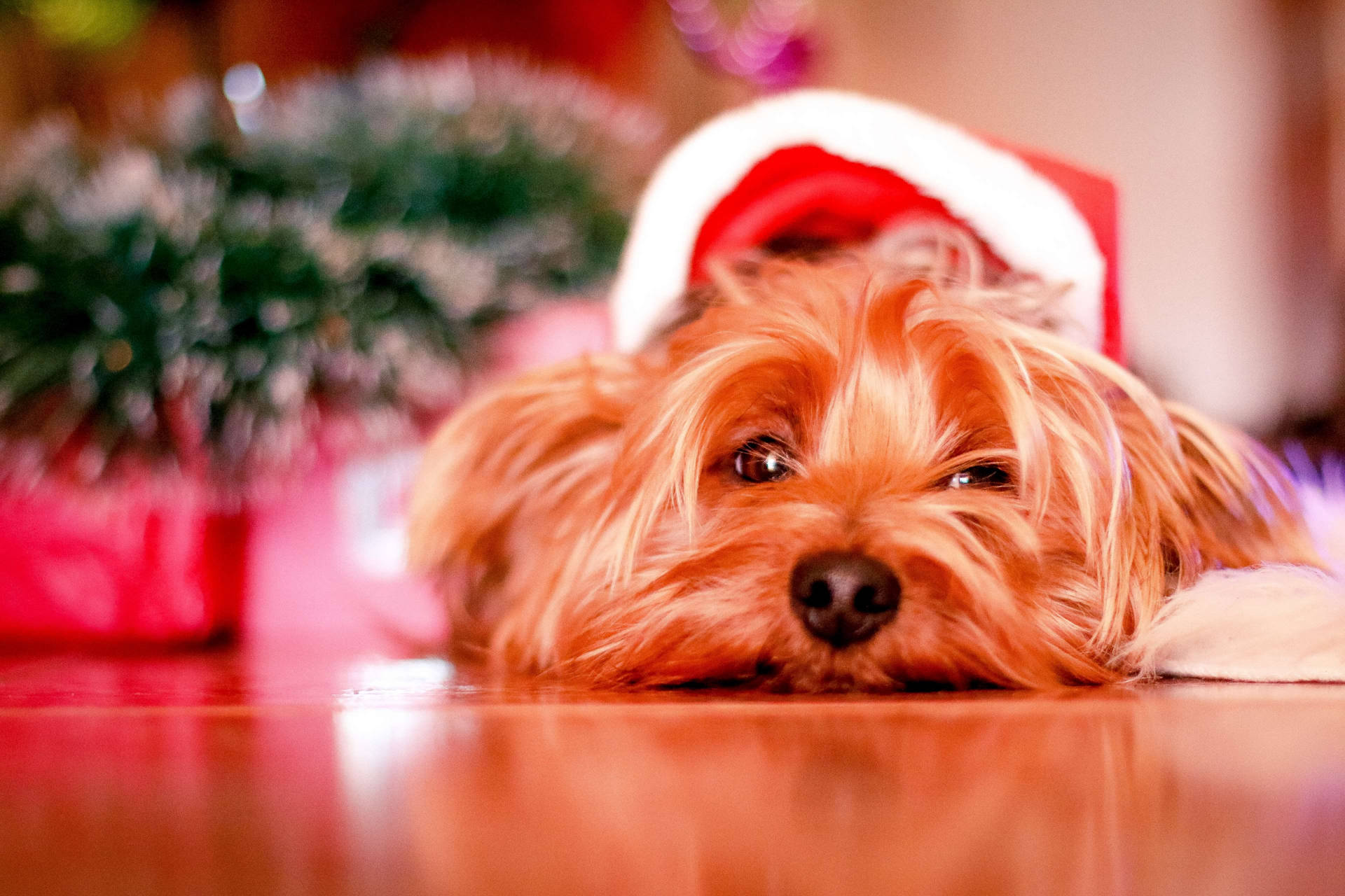 Yorkshire Terrier Christmas Photography Background