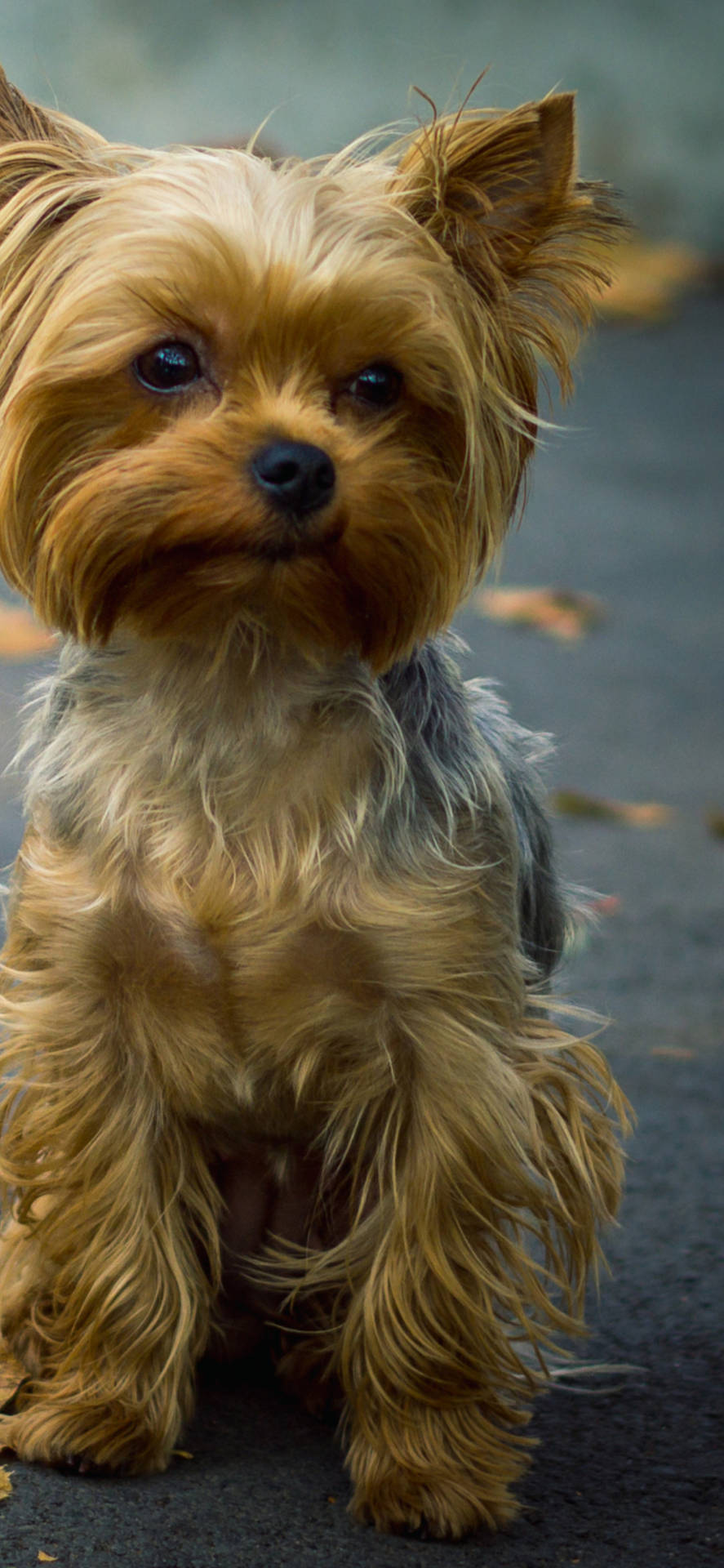 Yorkshire Terrier Close-up Portrait Background