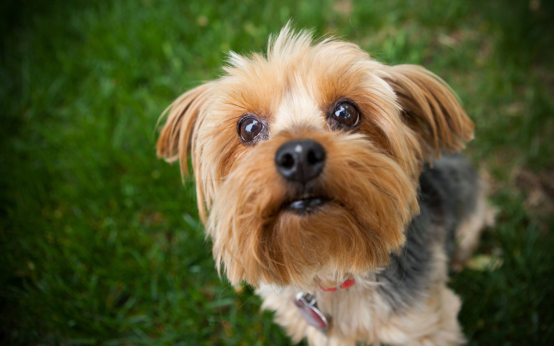 Yorkshire Terrier Close-up Background