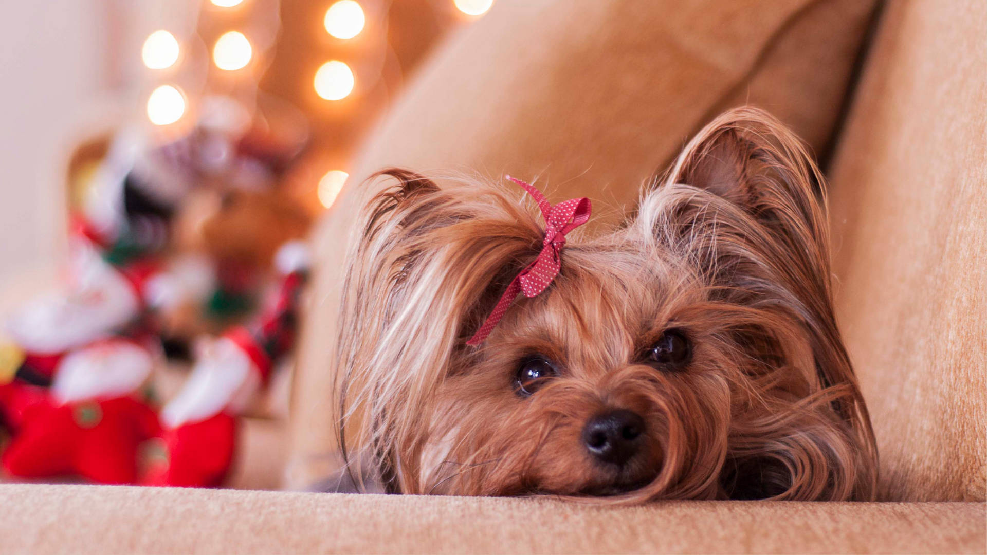 Yorkshire Terrier Cute Christmas Photography Background