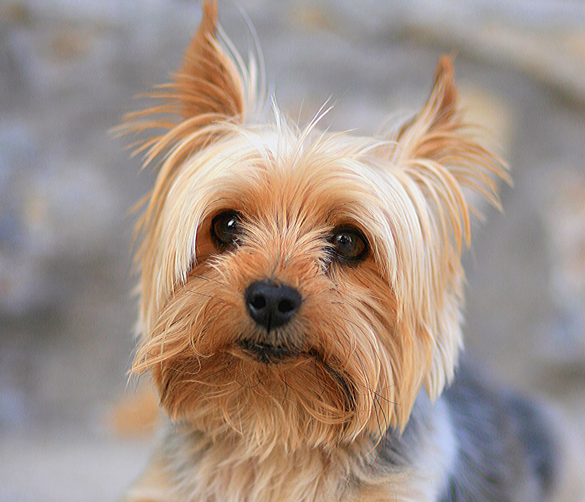 Yorkshire Terrier Cute Photography Background
