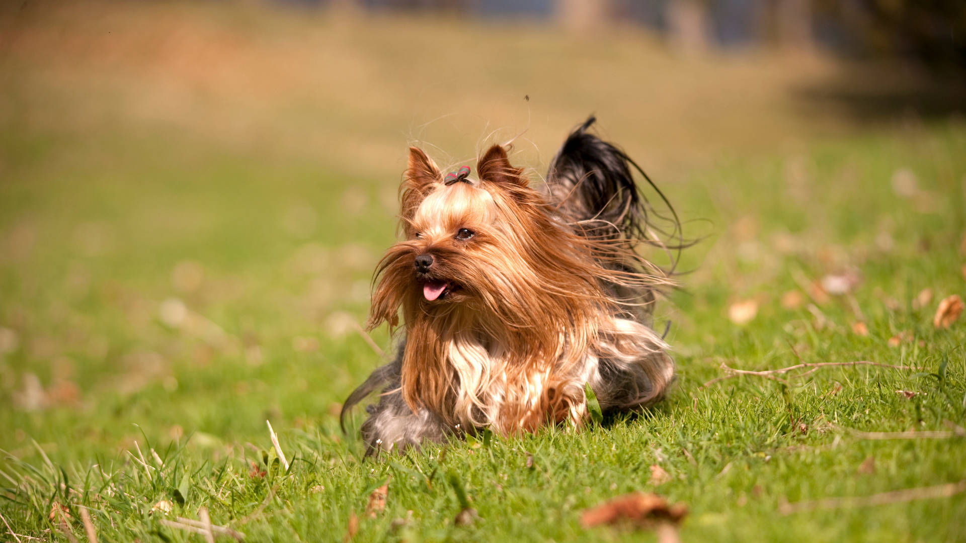 Yorkshire Terrier Field Photography Background