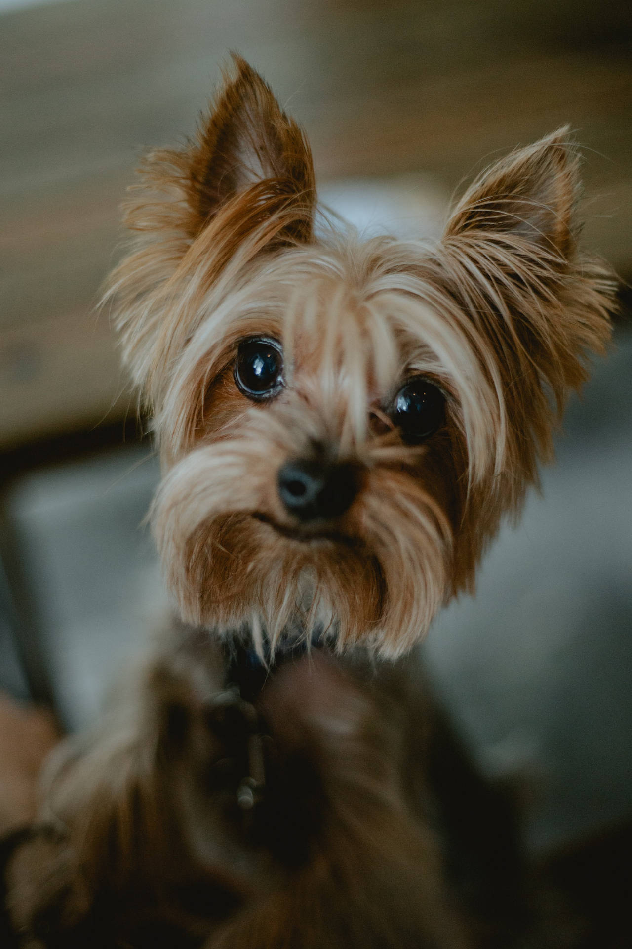 Yorkshire Terrier Film Photography