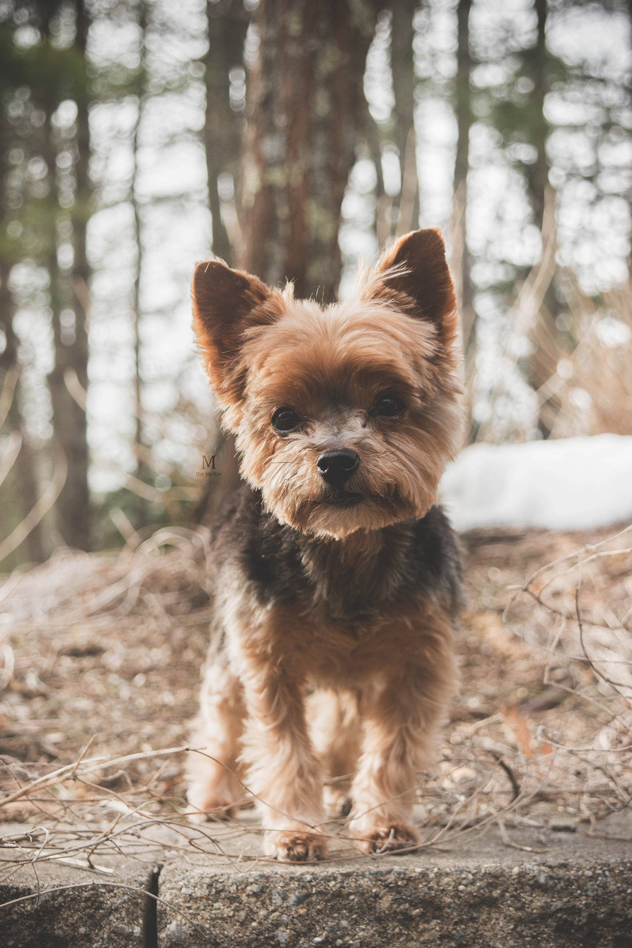 Yorkshire Terrier Forest Photography Background