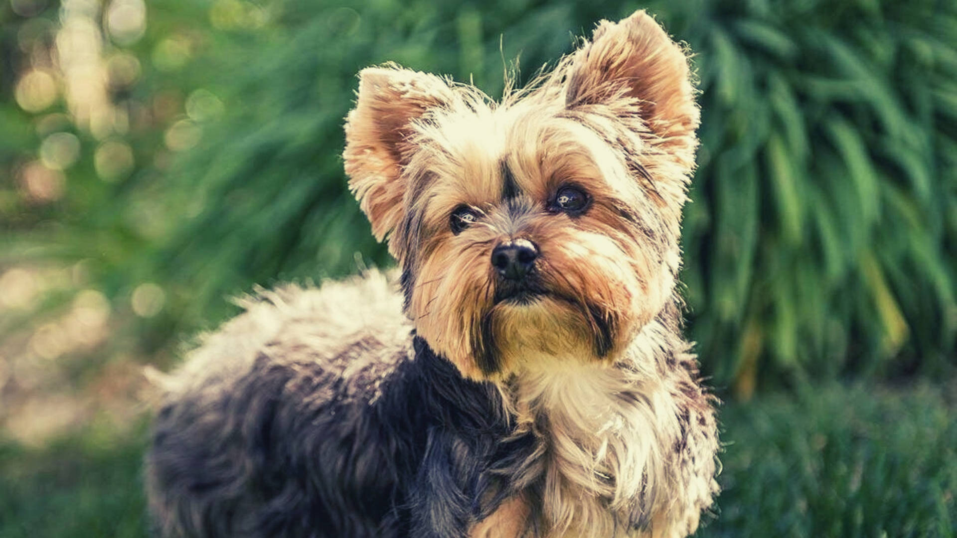 Yorkshire Terrier Garden Photography