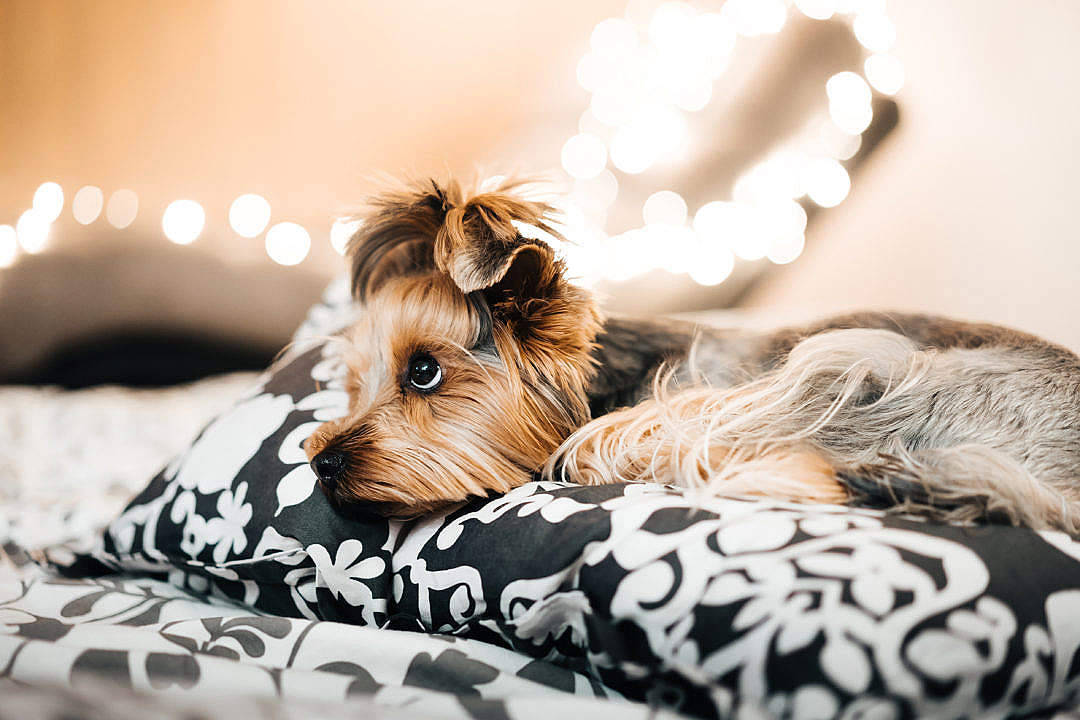 Yorkshire Terrier In Bed Cute Computer Background