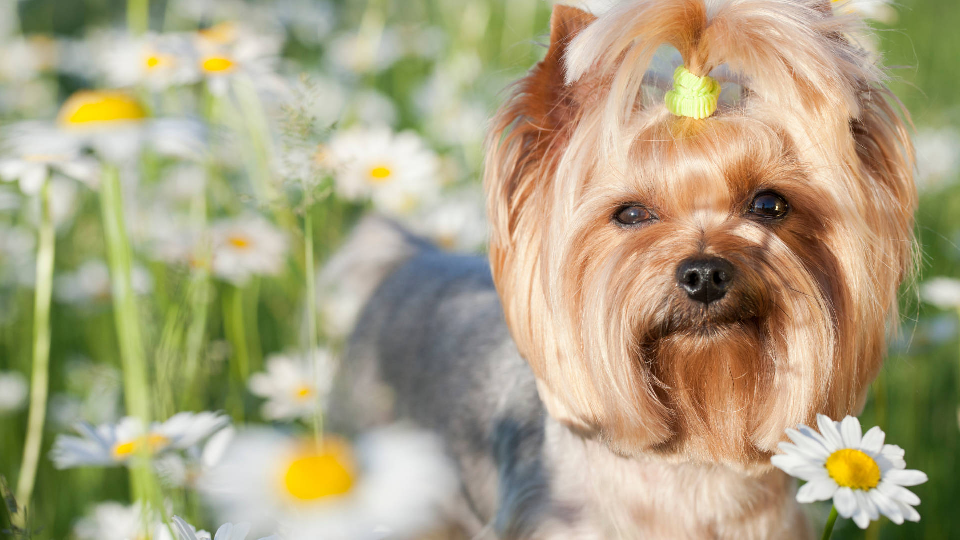 Yorkshire Terrier In Daisy Garden Background