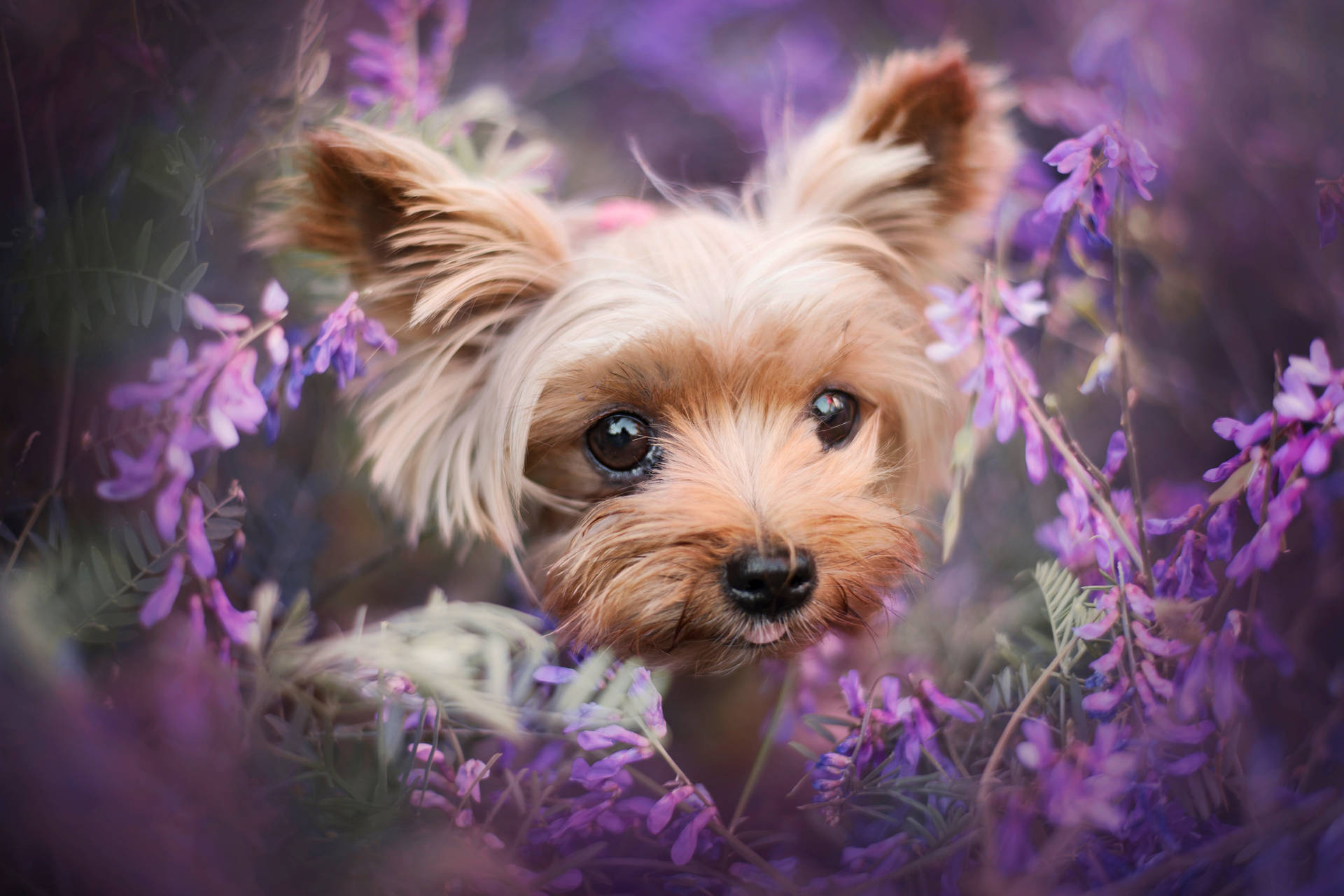 Yorkshire Terrier In Flower Wreath Background