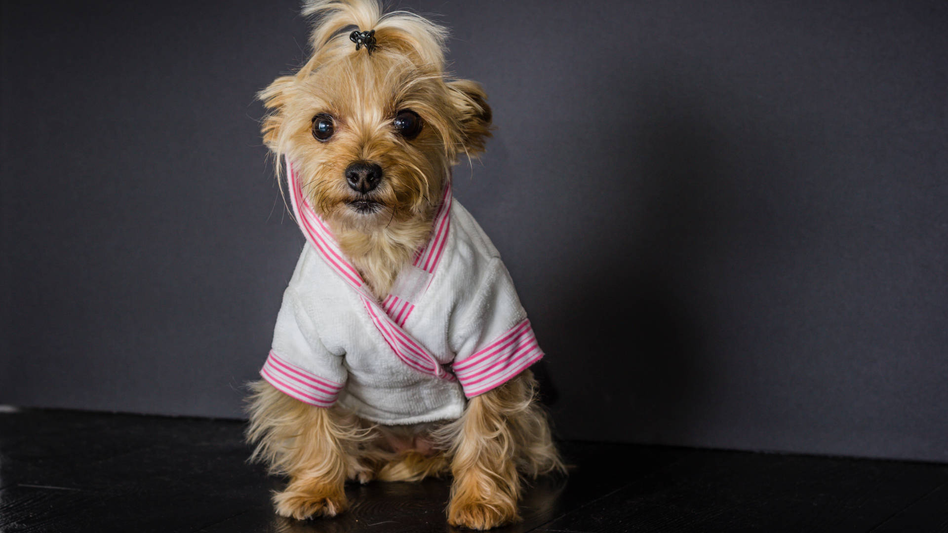 Yorkshire Terrier In Pink Kimono Background