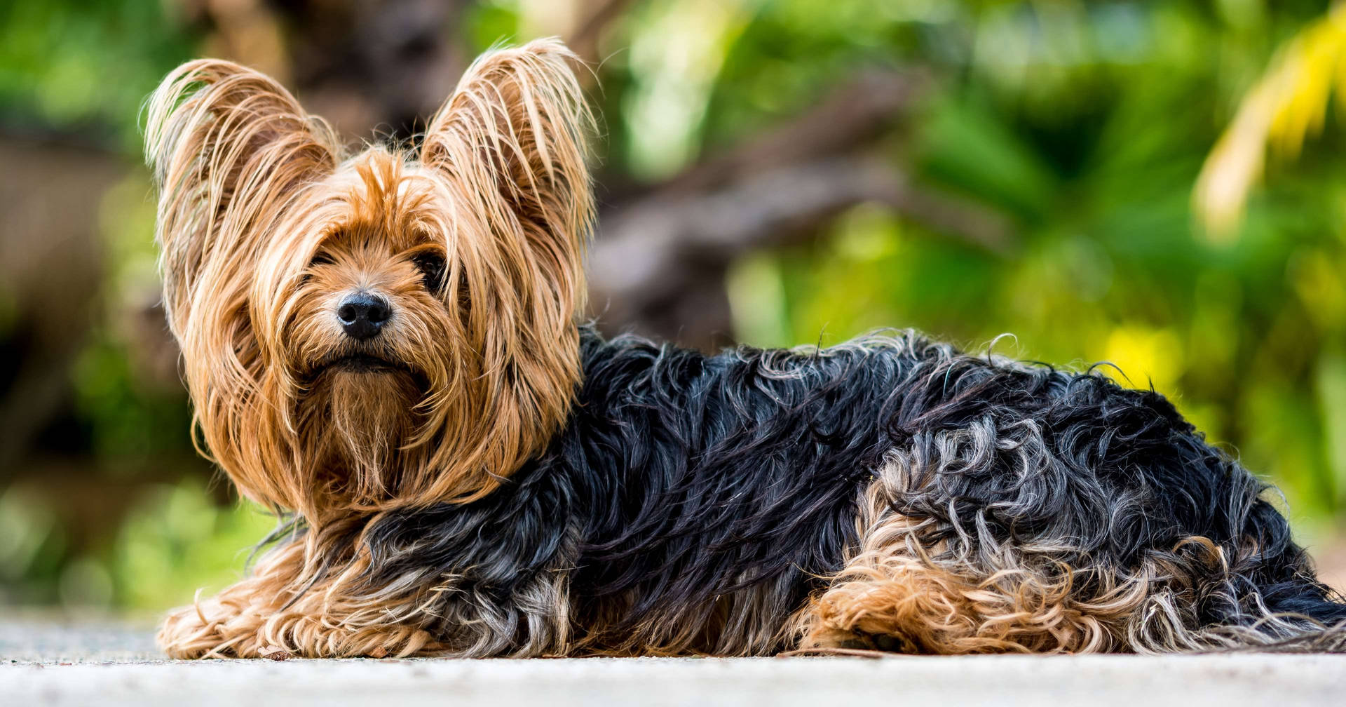 Yorkshire Terrier Nature Photography Background