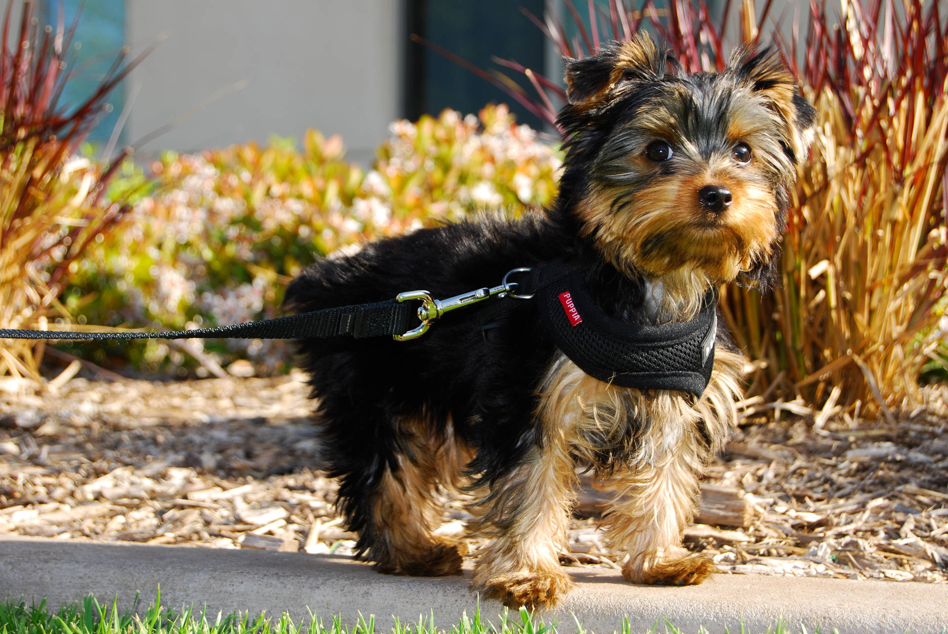 Yorkshire Terrier On A Walk Background