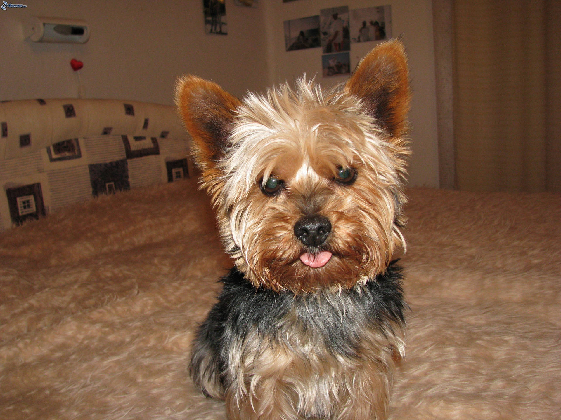 Yorkshire Terrier On Bed Background