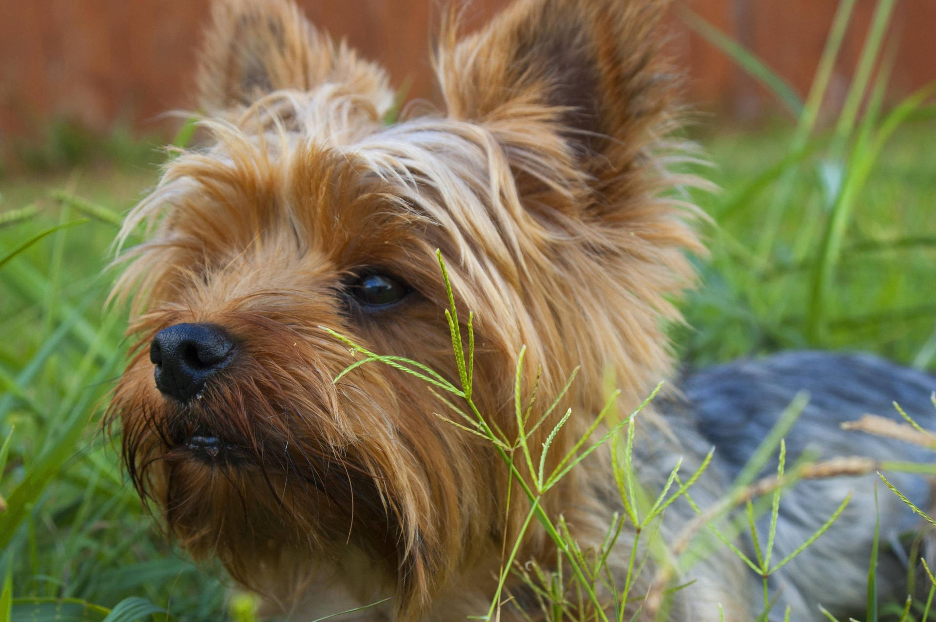 Yorkshire Terrier On Grassy Outdoors Background