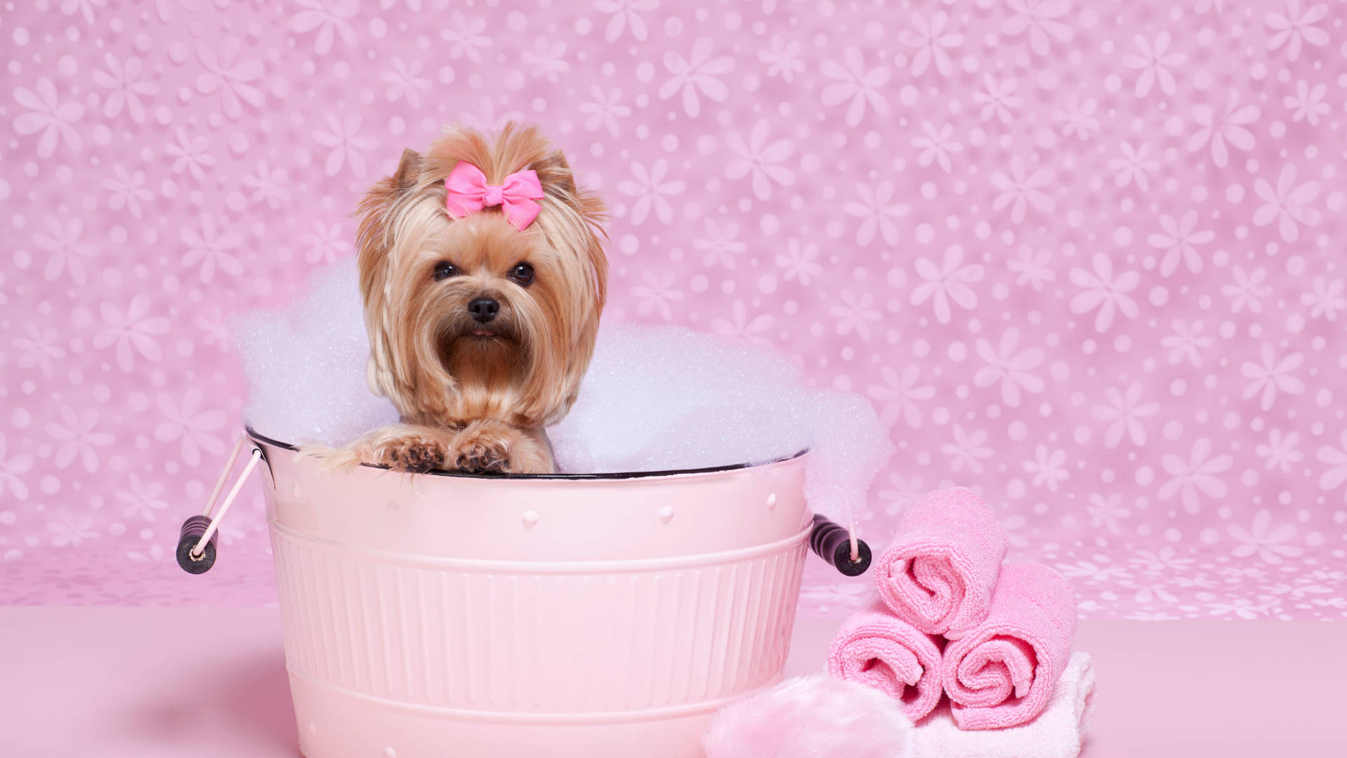 Yorkshire Terrier On Pink Tub Background