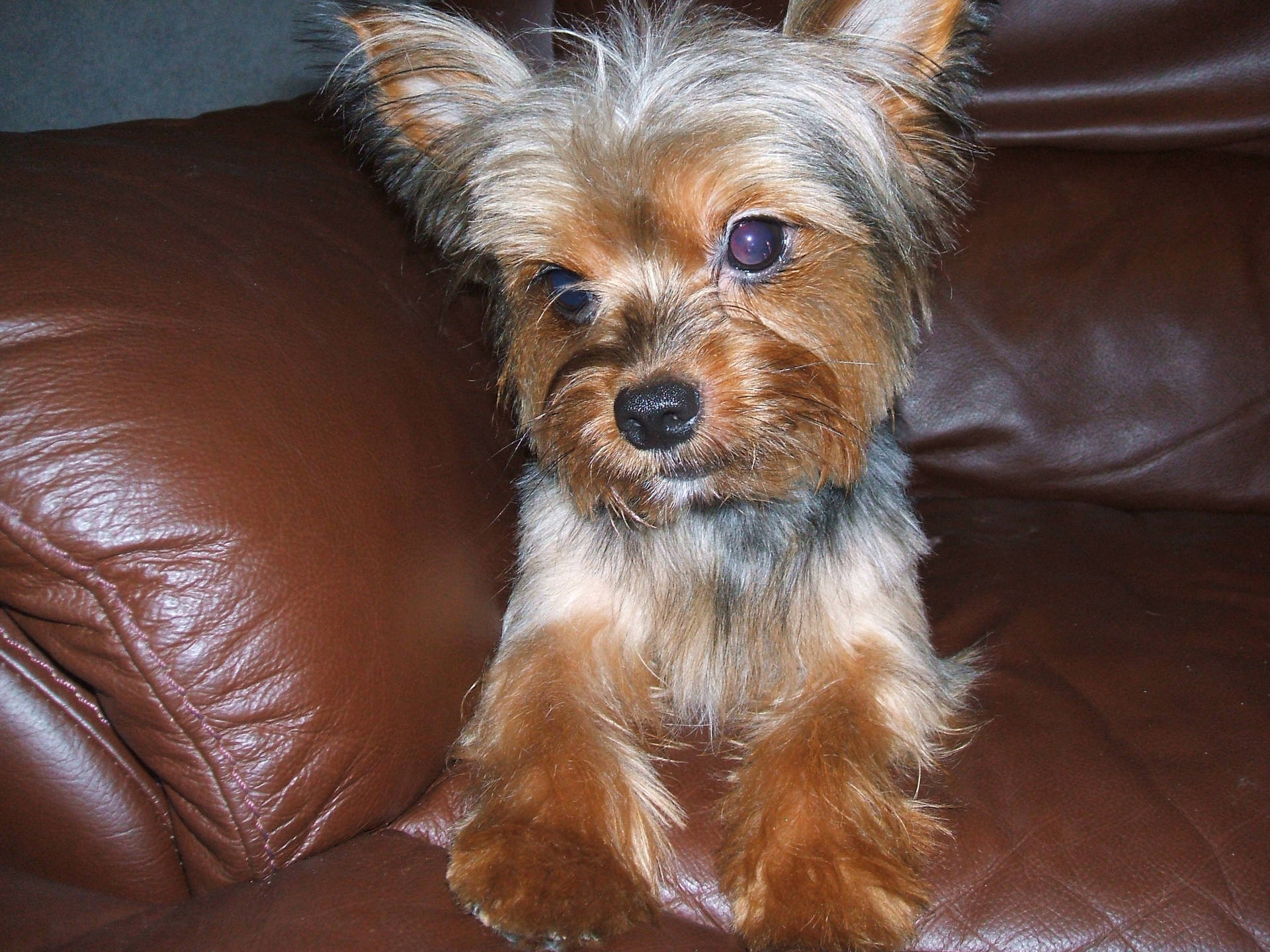 Yorkshire Terrier On Sofa Background