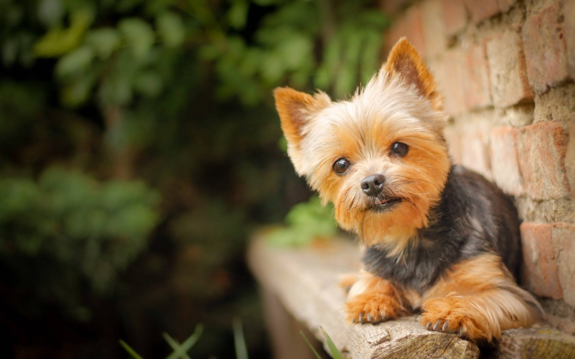 Yorkshire Terrier On Wood Bench Background